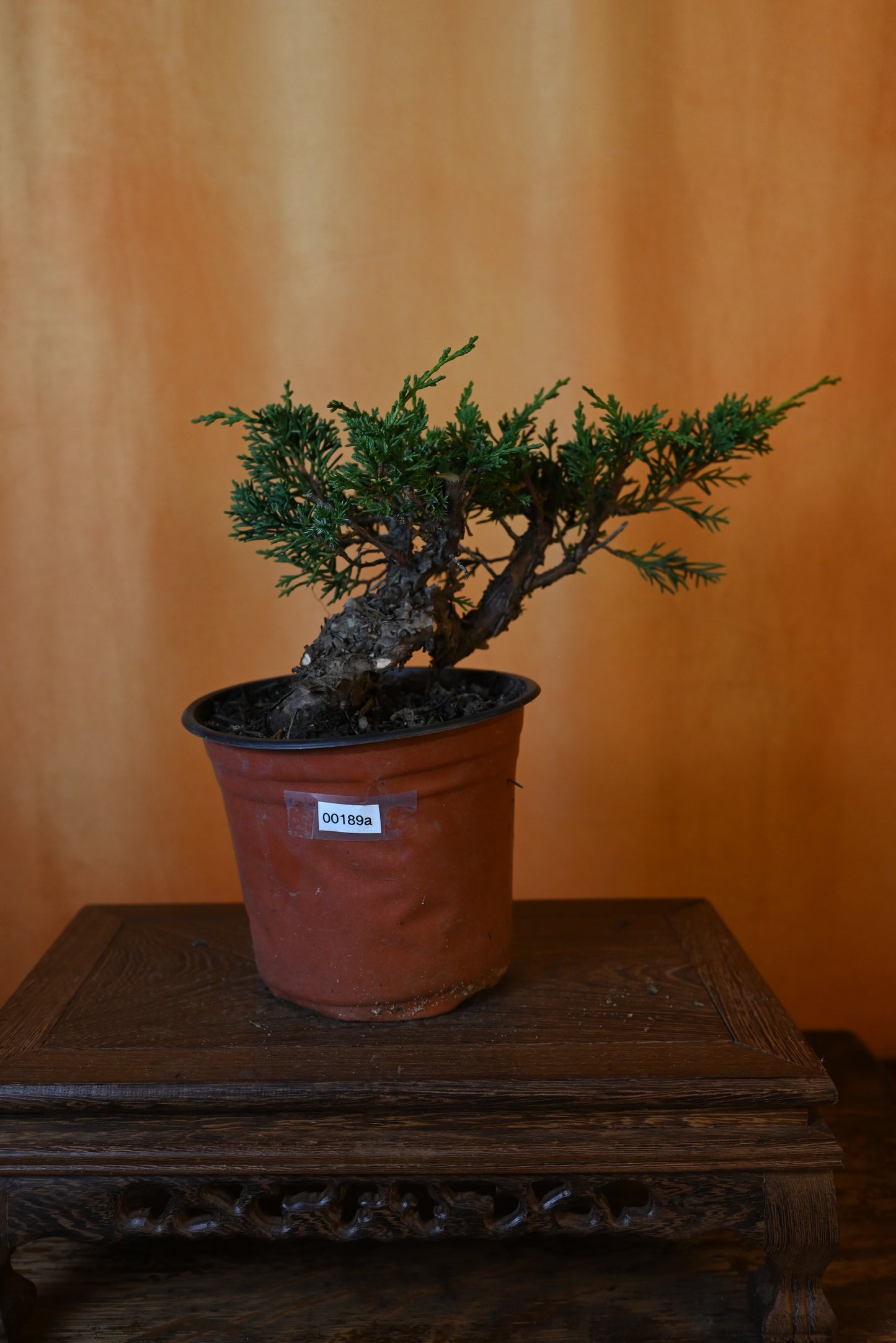 Live Shimpaku Juniper Outdoor Bonsai Tree; with Decorative Container same as picture; with nutrition soil