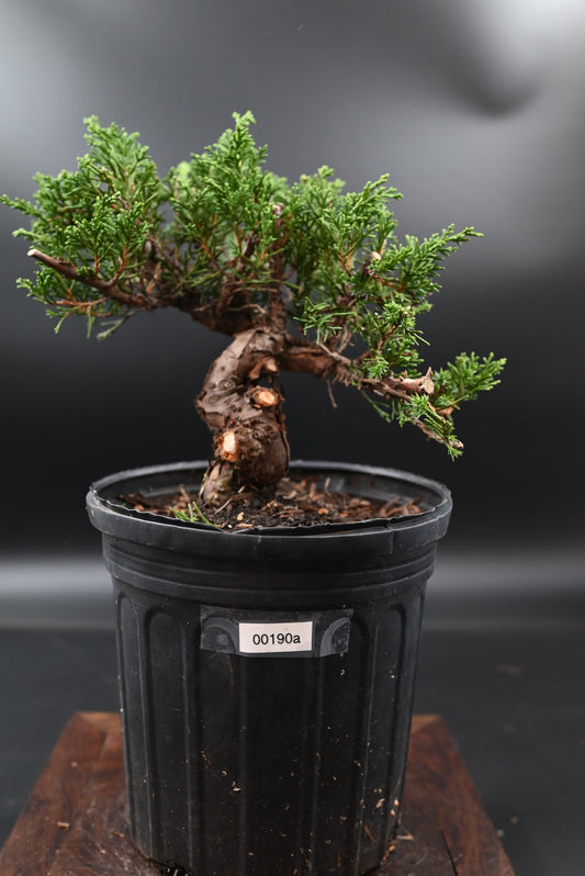 Live Shimpaku Juniper Outdoor Bonsai Tree; with Decorative Container same as picture; with nutrition soil