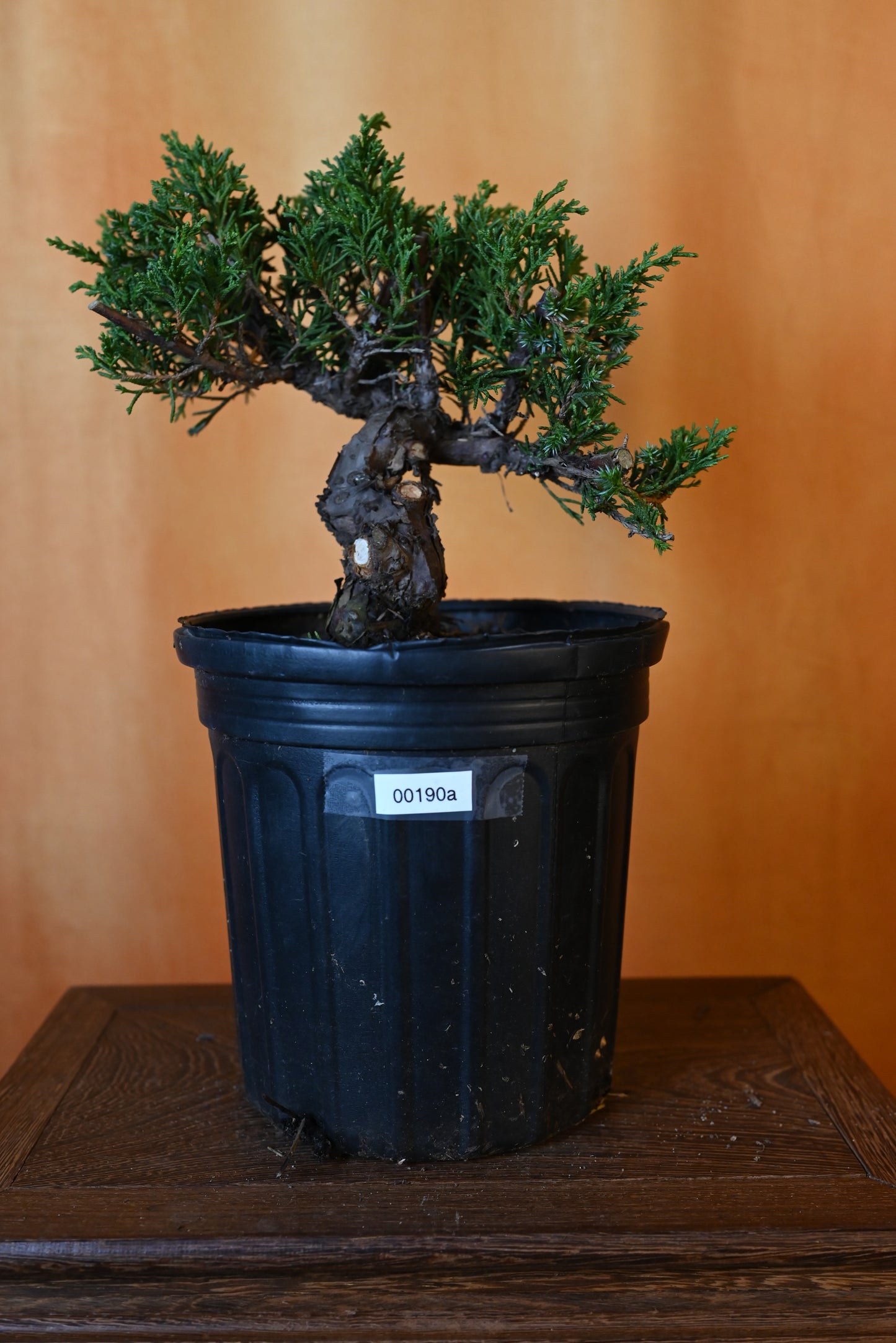 Live Shimpaku Juniper Outdoor Bonsai Tree; with Decorative Container same as picture; with nutrition soil