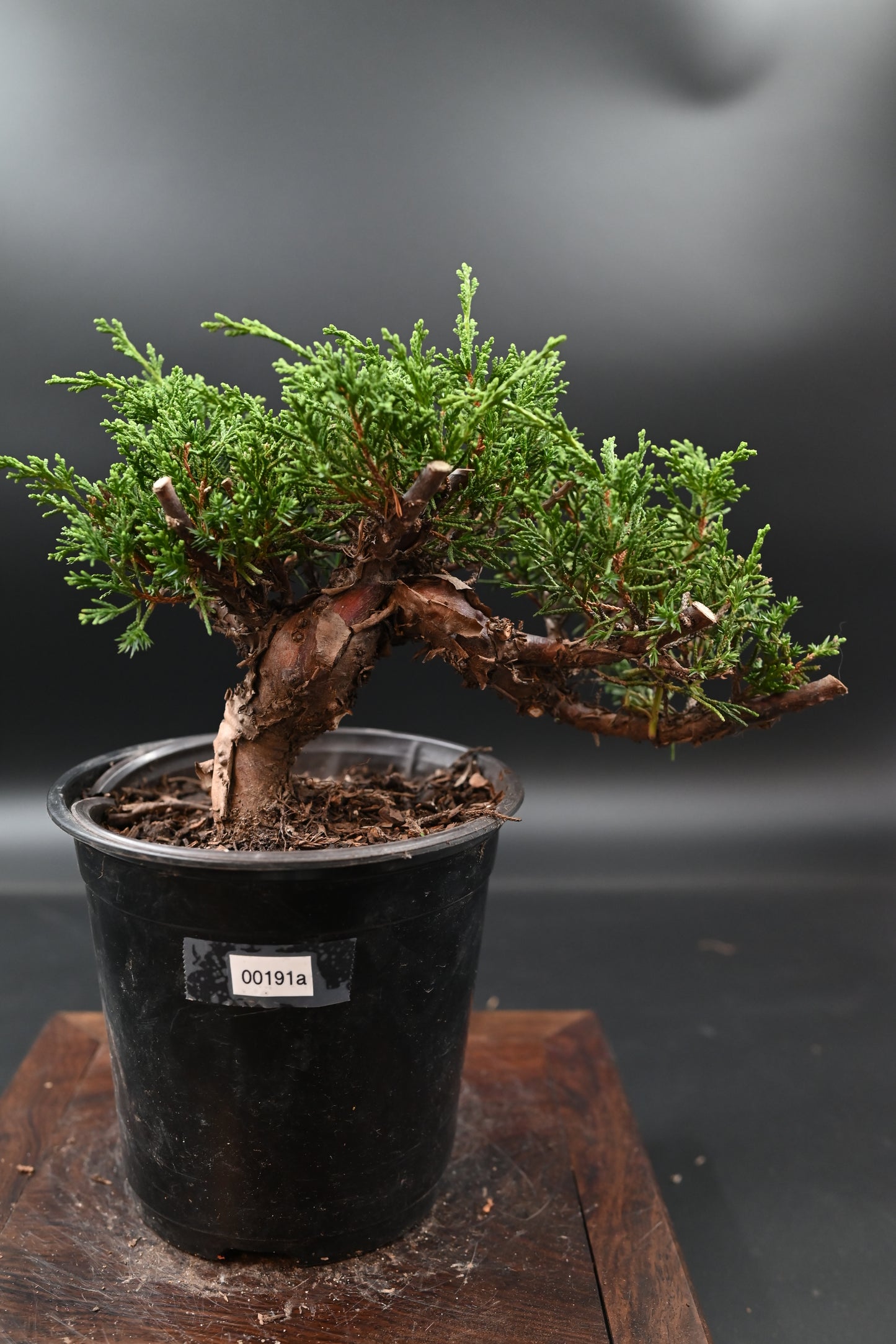 Live Shimpaku Juniper Outdoor Bonsai Tree; with Decorative Container same as picture; with nutrition soil