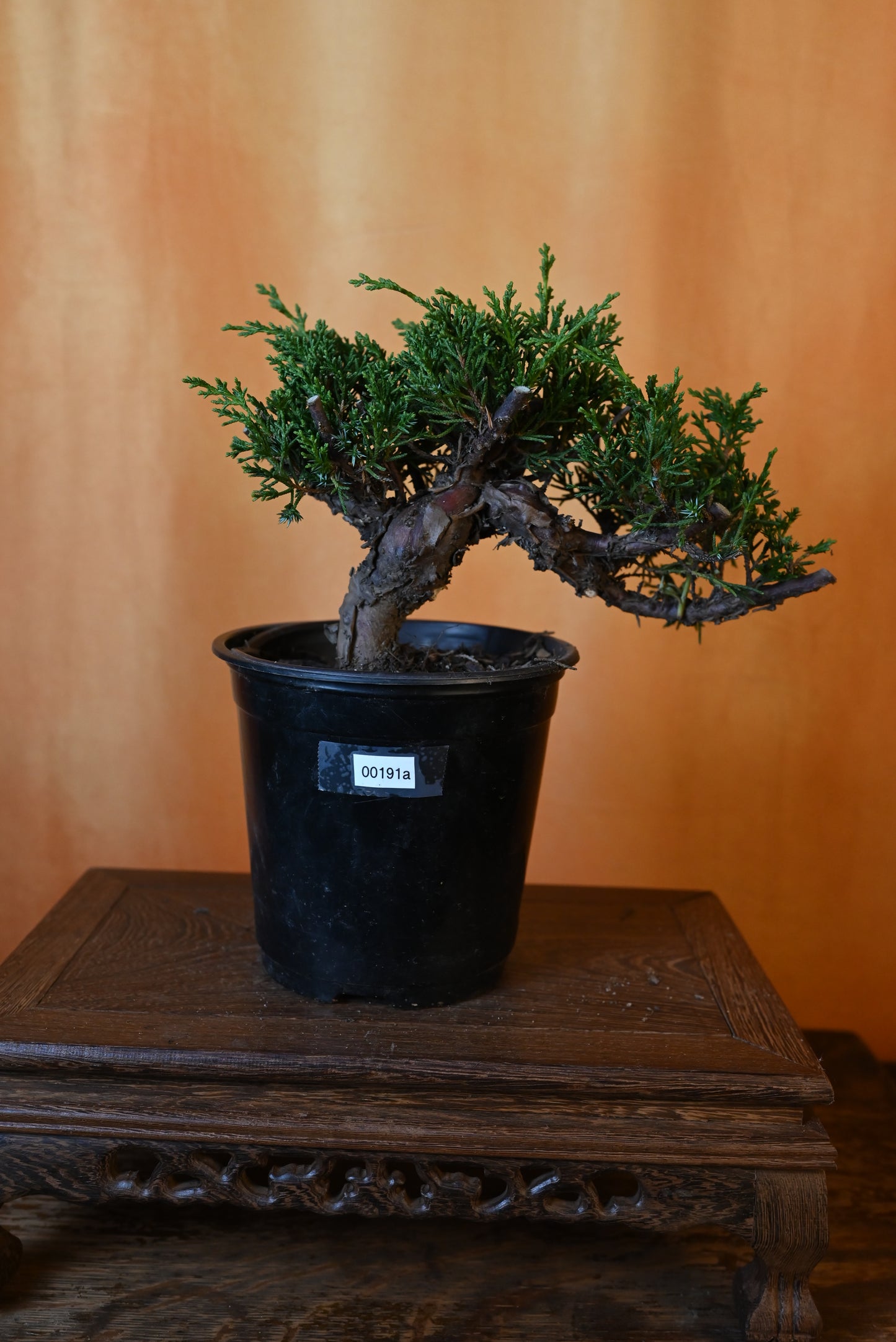 Live Shimpaku Juniper Outdoor Bonsai Tree; with Decorative Container same as picture; with nutrition soil