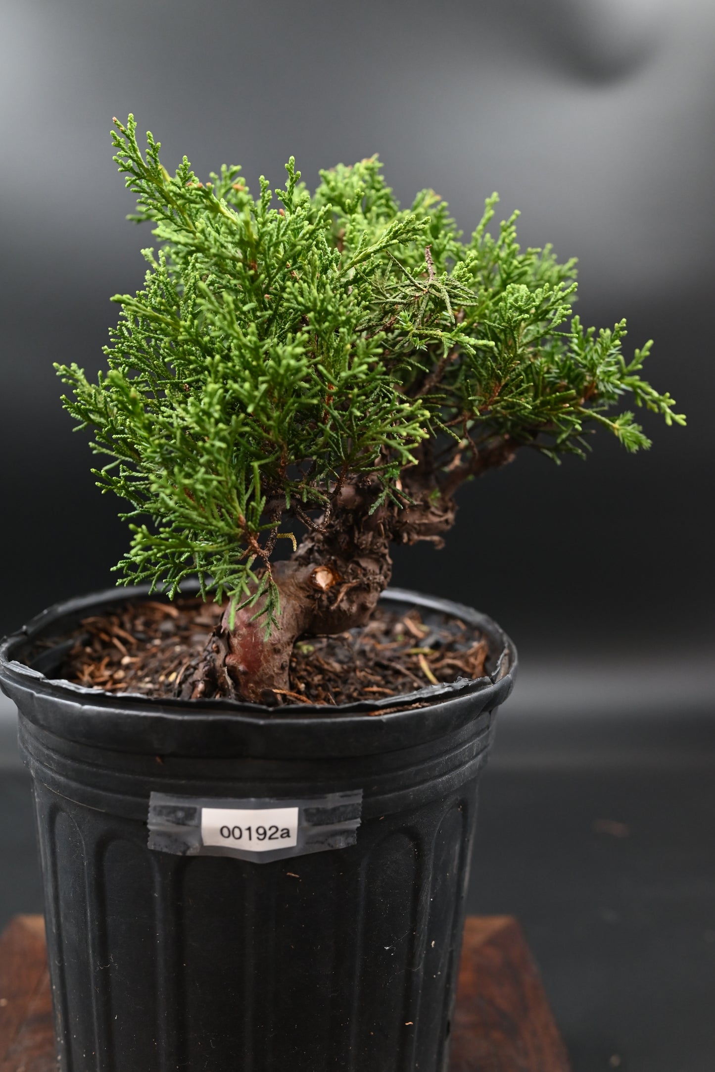 Live Shimpaku Juniper Outdoor Bonsai Tree; with Decorative Container same as picture; with nutrition soil