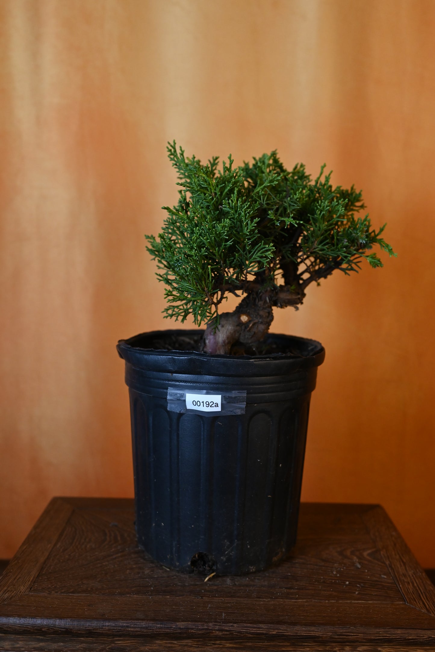 Live Shimpaku Juniper Outdoor Bonsai Tree; with Decorative Container same as picture; with nutrition soil