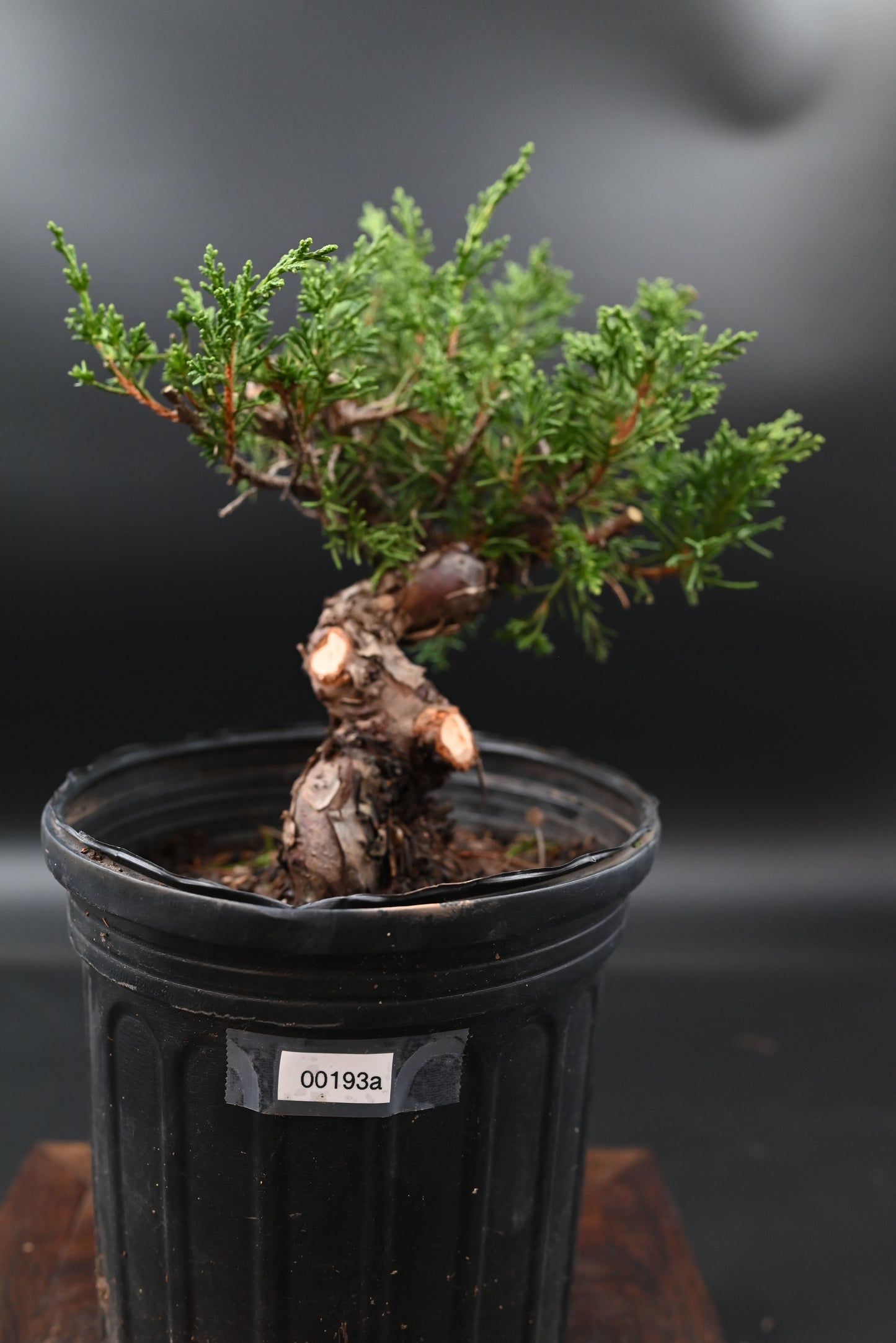 Live Shimpaku Juniper Outdoor Bonsai Tree; with Decorative Container same as picture; with nutrition soil