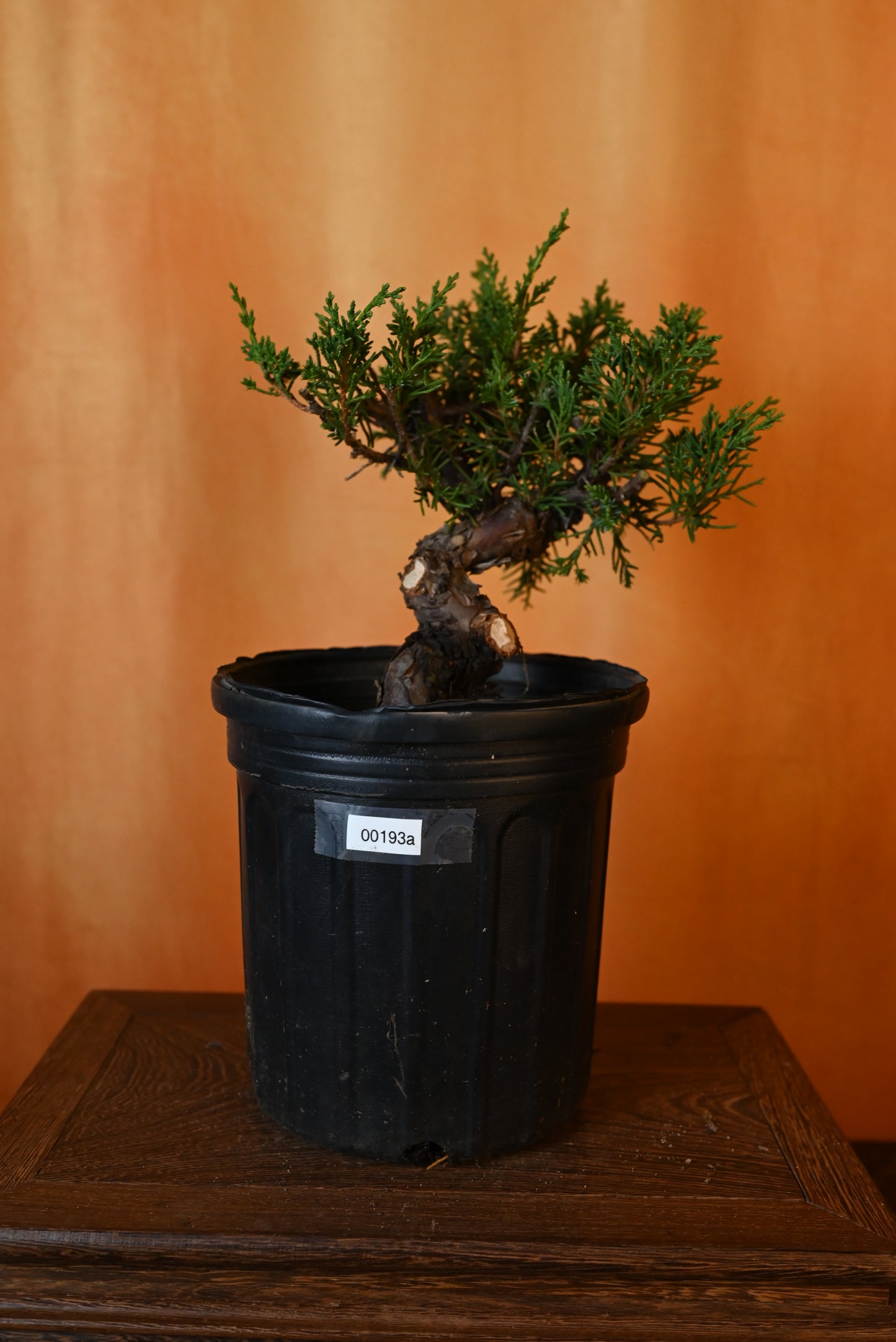 Live Shimpaku Juniper Outdoor Bonsai Tree; with Decorative Container same as picture; with nutrition soil