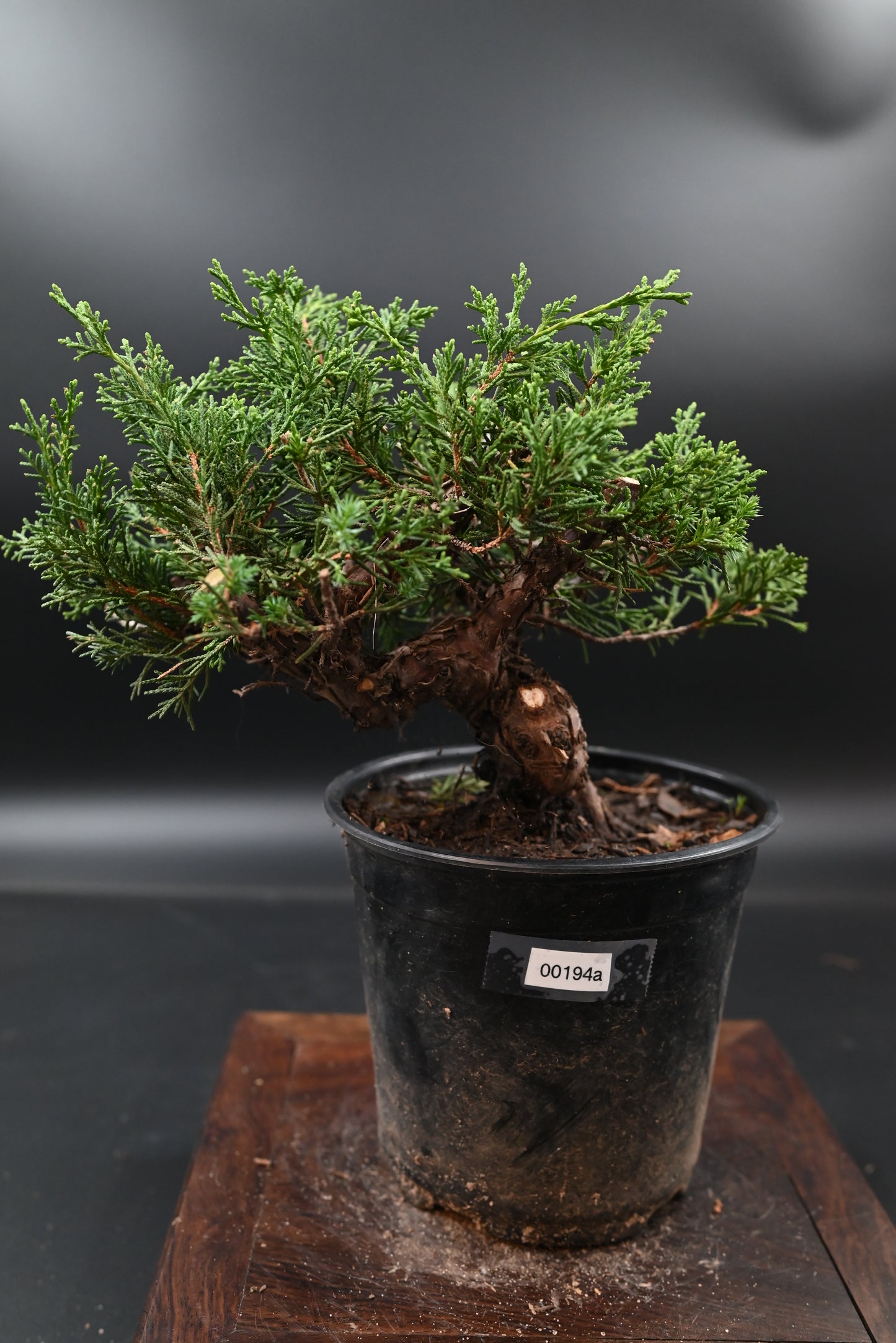 Live Shimpaku Juniper Outdoor Bonsai Tree; with Decorative Container same as picture; with nutrition soil