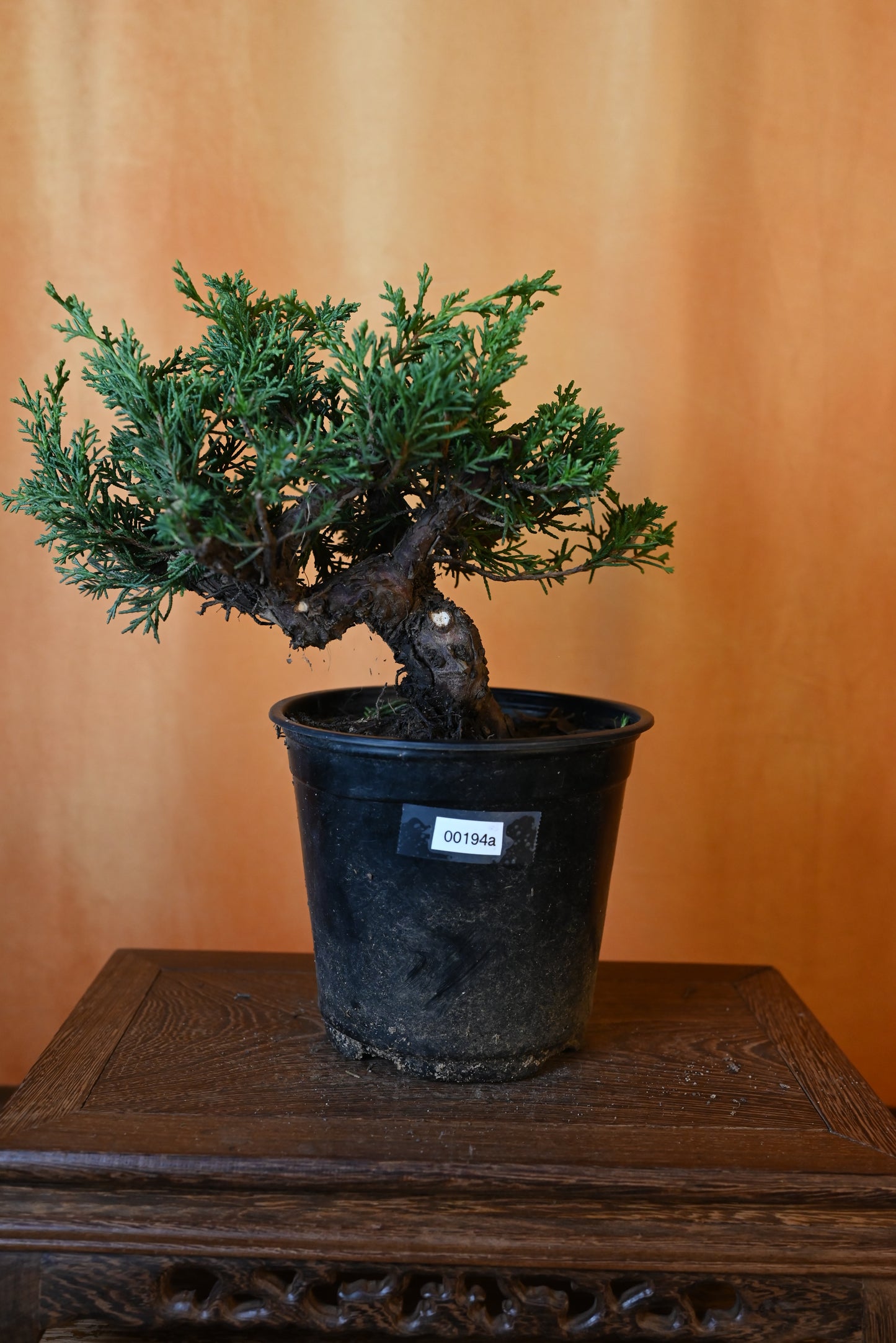 Live Shimpaku Juniper Outdoor Bonsai Tree; with Decorative Container same as picture; with nutrition soil