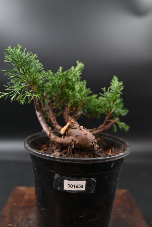 Live Shimpaku Juniper Outdoor Bonsai Tree; with Decorative Container same as picture; with nutrition soil