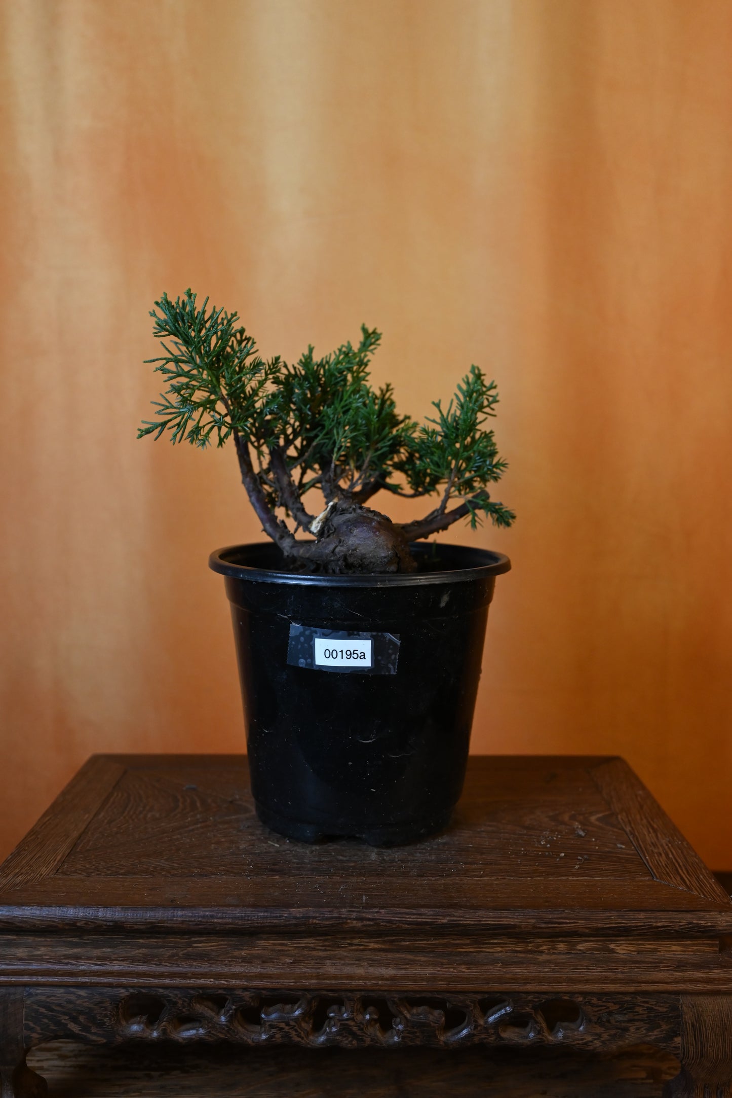 Live Shimpaku Juniper Outdoor Bonsai Tree; with Decorative Container same as picture; with nutrition soil