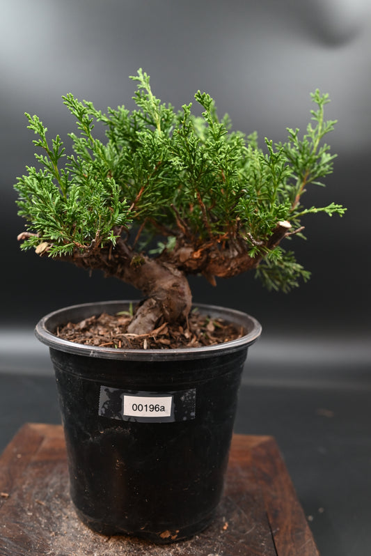 Live Shimpaku Juniper Outdoor Bonsai Tree; with Decorative Container same as picture; with nutrition soil