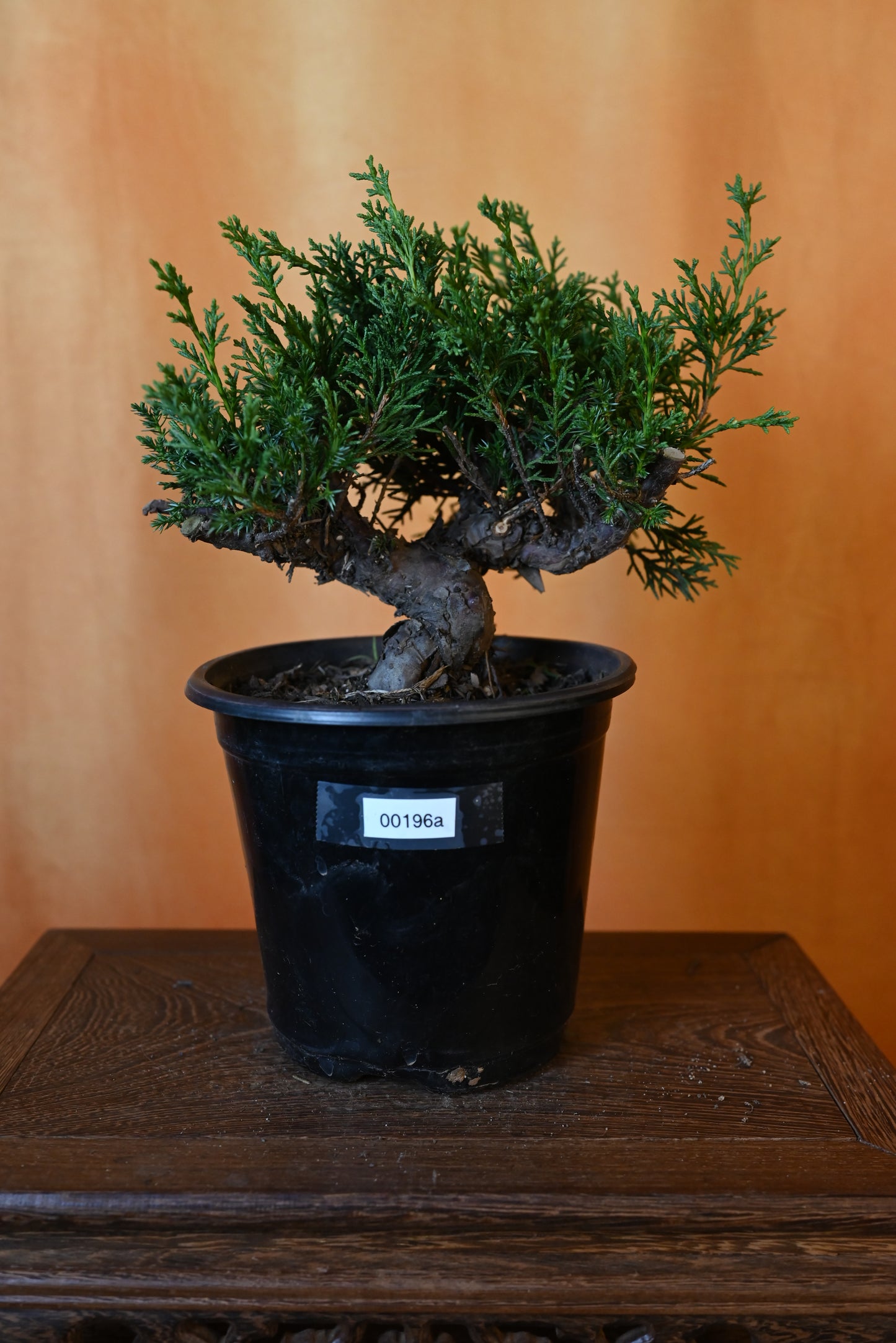 Live Shimpaku Juniper Outdoor Bonsai Tree; with Decorative Container same as picture; with nutrition soil