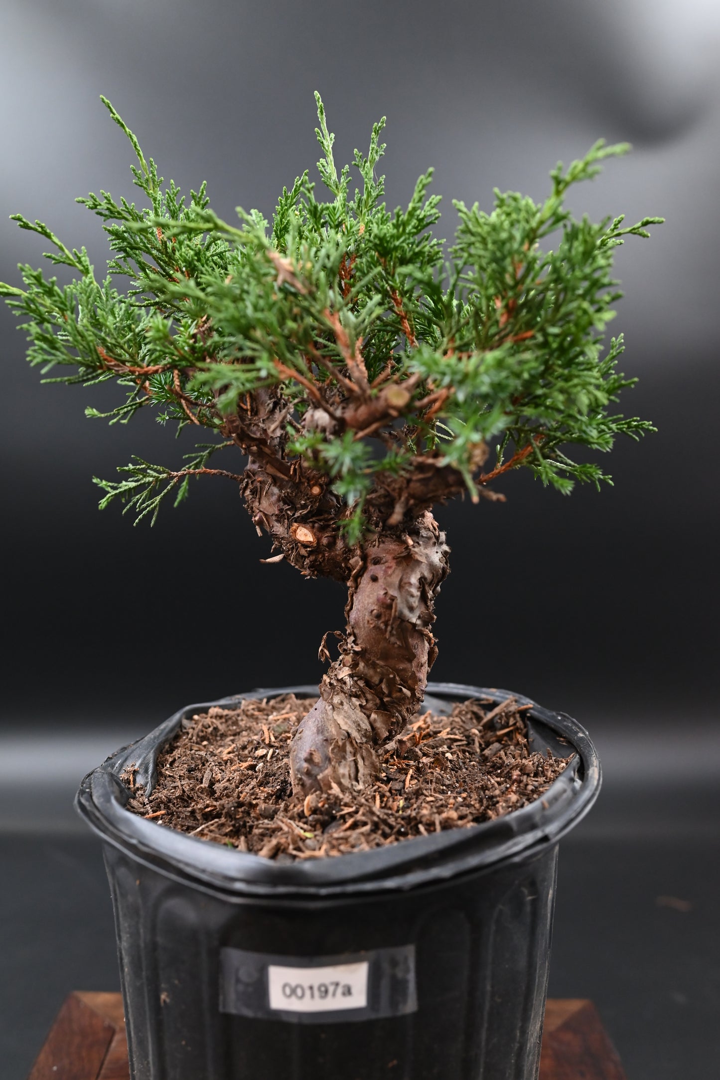 Live Shimpaku Juniper Outdoor Bonsai Tree; with Decorative Container same as picture; with nutrition soil