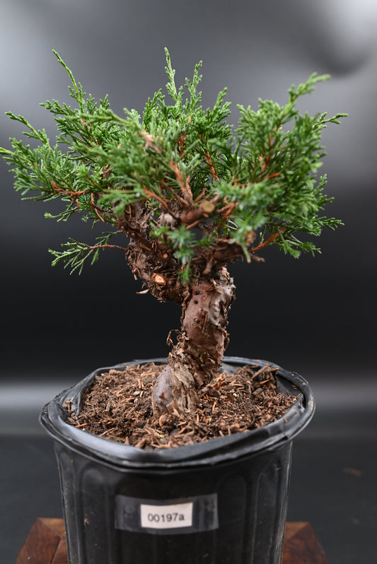 Live Shimpaku Juniper Outdoor Bonsai Tree; with Decorative Container same as picture; with nutrition soil