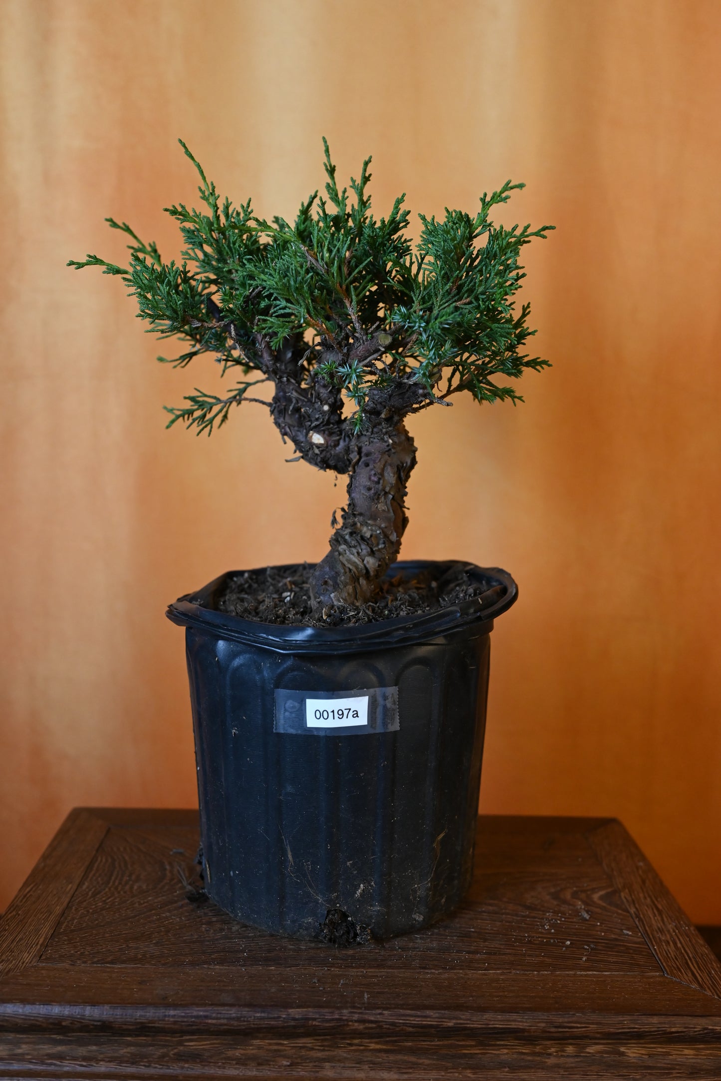 Live Shimpaku Juniper Outdoor Bonsai Tree; with Decorative Container same as picture; with nutrition soil