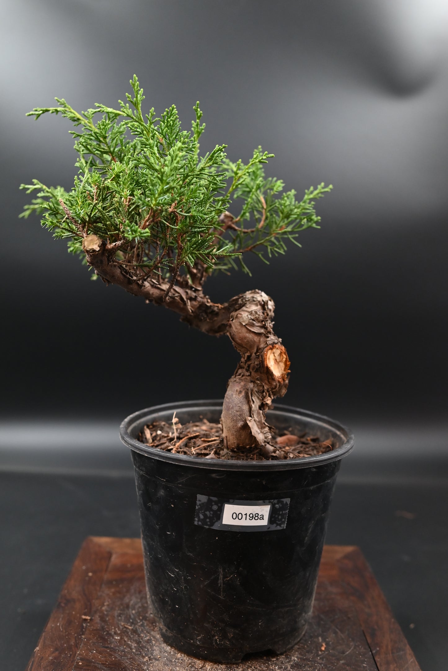 Live Shimpaku Juniper Outdoor Bonsai Tree; with Decorative Container same as picture; with nutrition soil