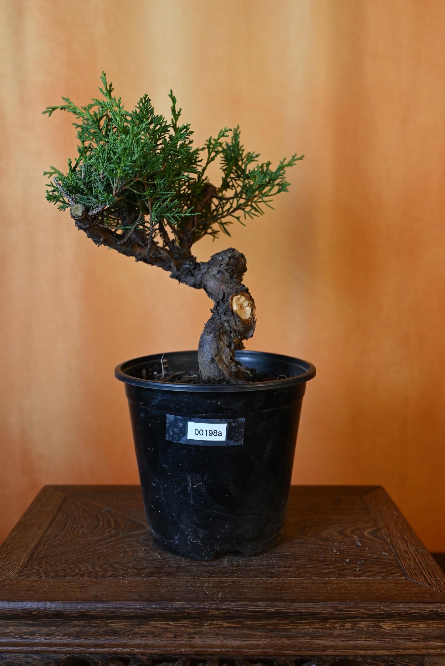 Live Shimpaku Juniper Outdoor Bonsai Tree; with Decorative Container same as picture; with nutrition soil