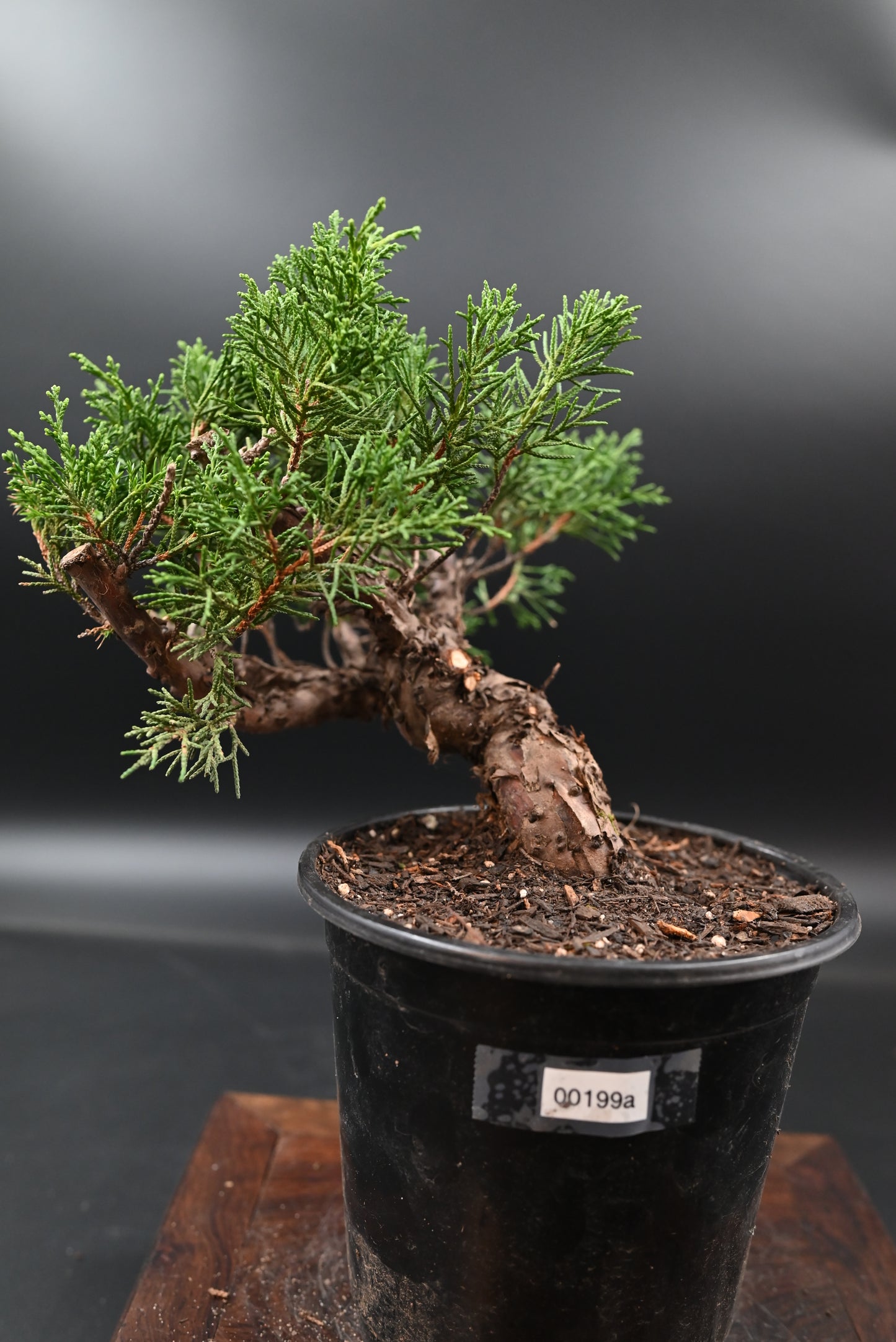 Live Shimpaku Juniper Outdoor Bonsai Tree; with Decorative Container same as picture; with nutrition soil