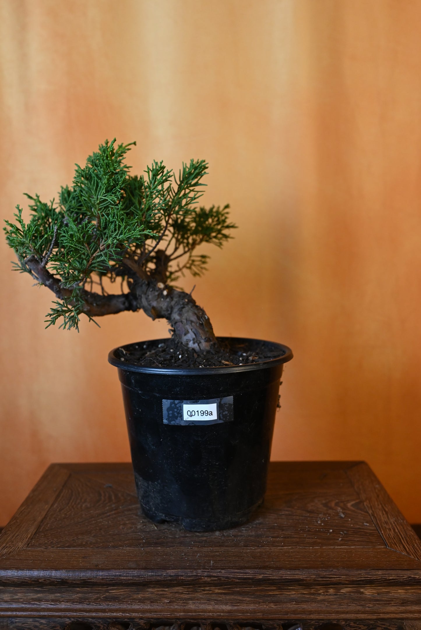 Live Shimpaku Juniper Outdoor Bonsai Tree; with Decorative Container same as picture; with nutrition soil