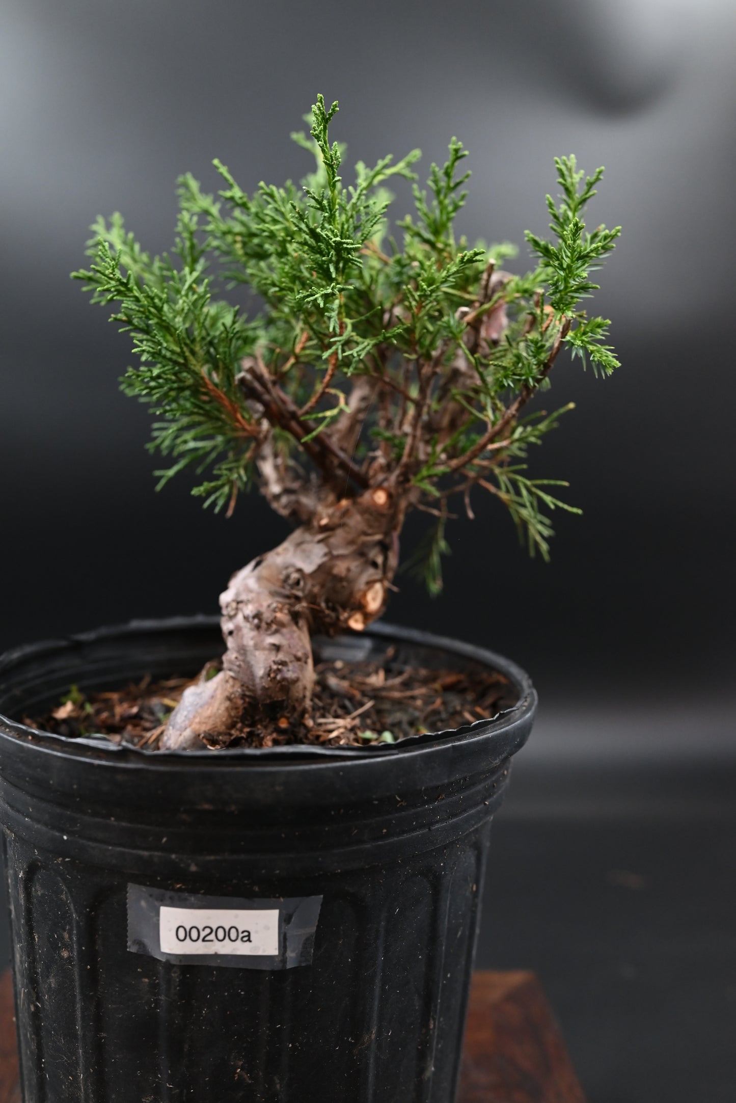 Live Shimpaku Juniper Outdoor Bonsai Tree; with Decorative Container same as picture; with nutrition soil (Copy)