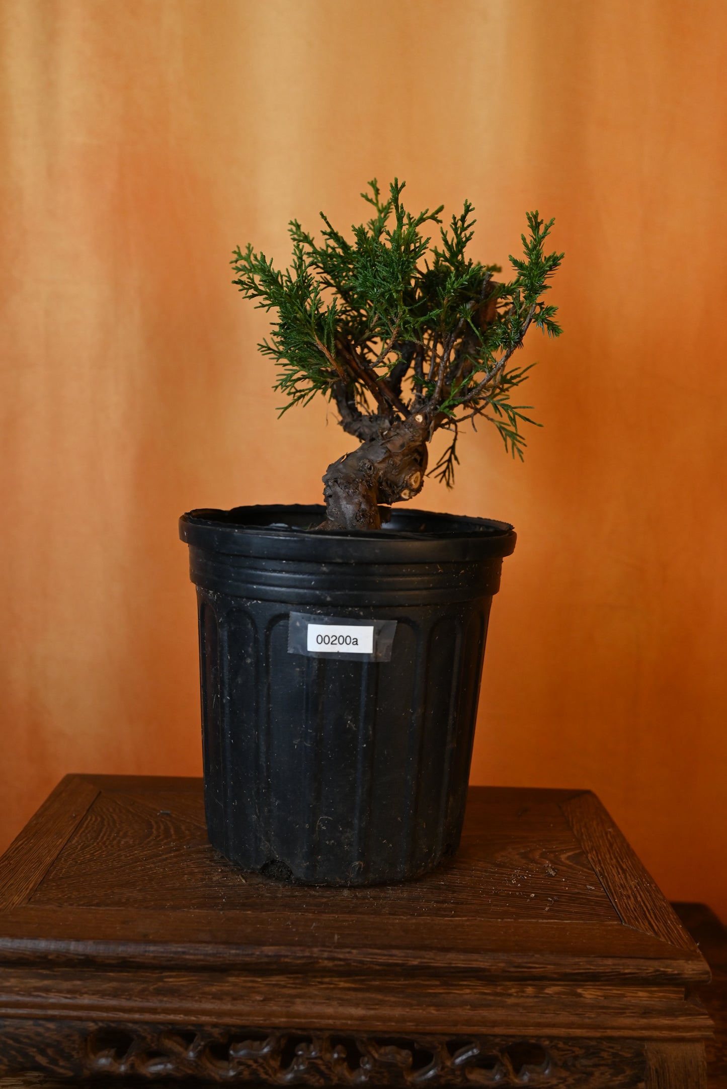 Live Shimpaku Juniper Outdoor Bonsai Tree; with Decorative Container same as picture; with nutrition soil (Copy)