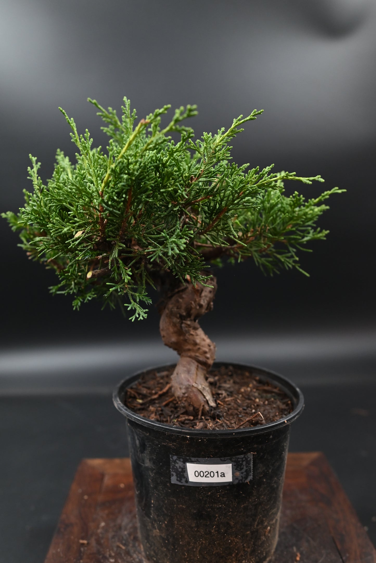 Live Shimpaku Juniper Outdoor Bonsai Tree; with Decorative Container same as picture; with nutrition soil (Copy) (Copy)