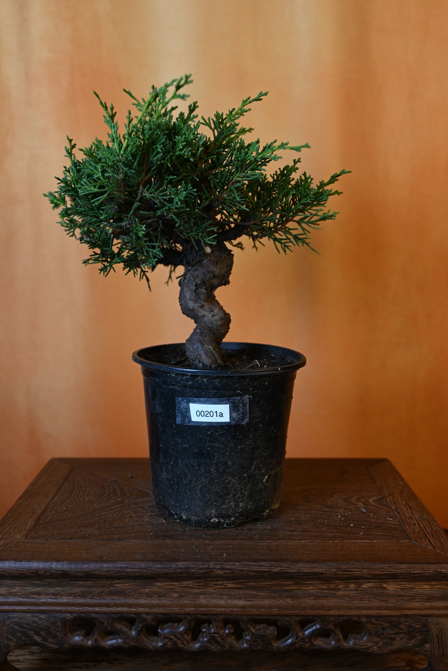 Live Shimpaku Juniper Outdoor Bonsai Tree; with Decorative Container same as picture; with nutrition soil (Copy) (Copy)