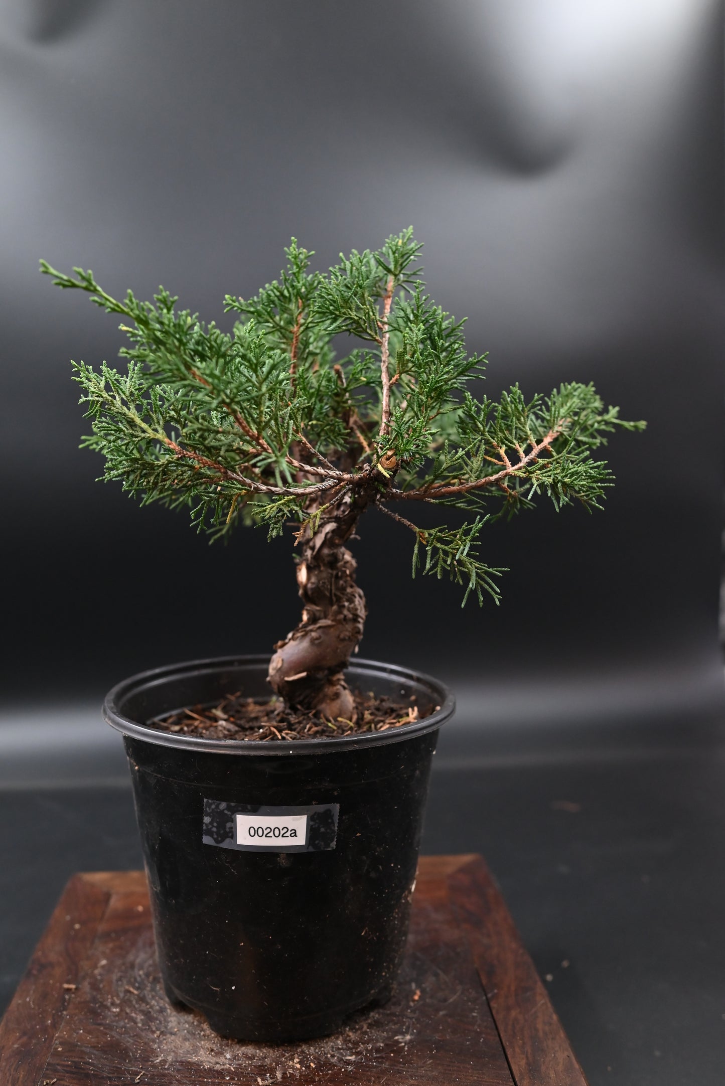 Live Shimpaku Juniper Outdoor Bonsai Tree; with Decorative Container same as picture; with nutrition soil