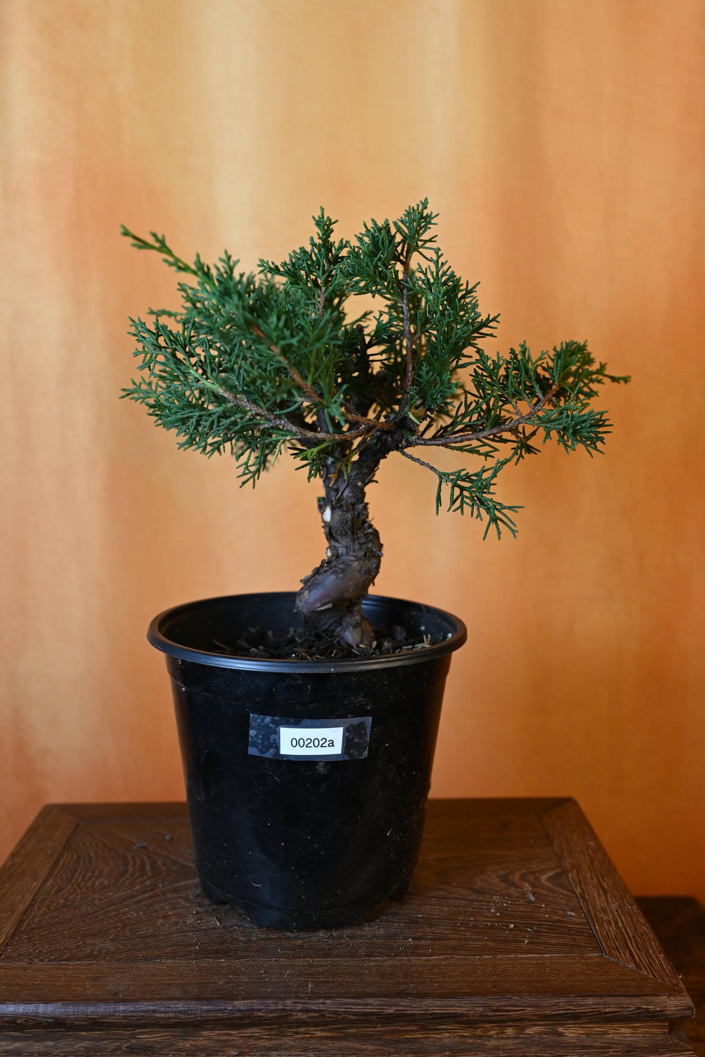 Live Shimpaku Juniper Outdoor Bonsai Tree; with Decorative Container same as picture; with nutrition soil