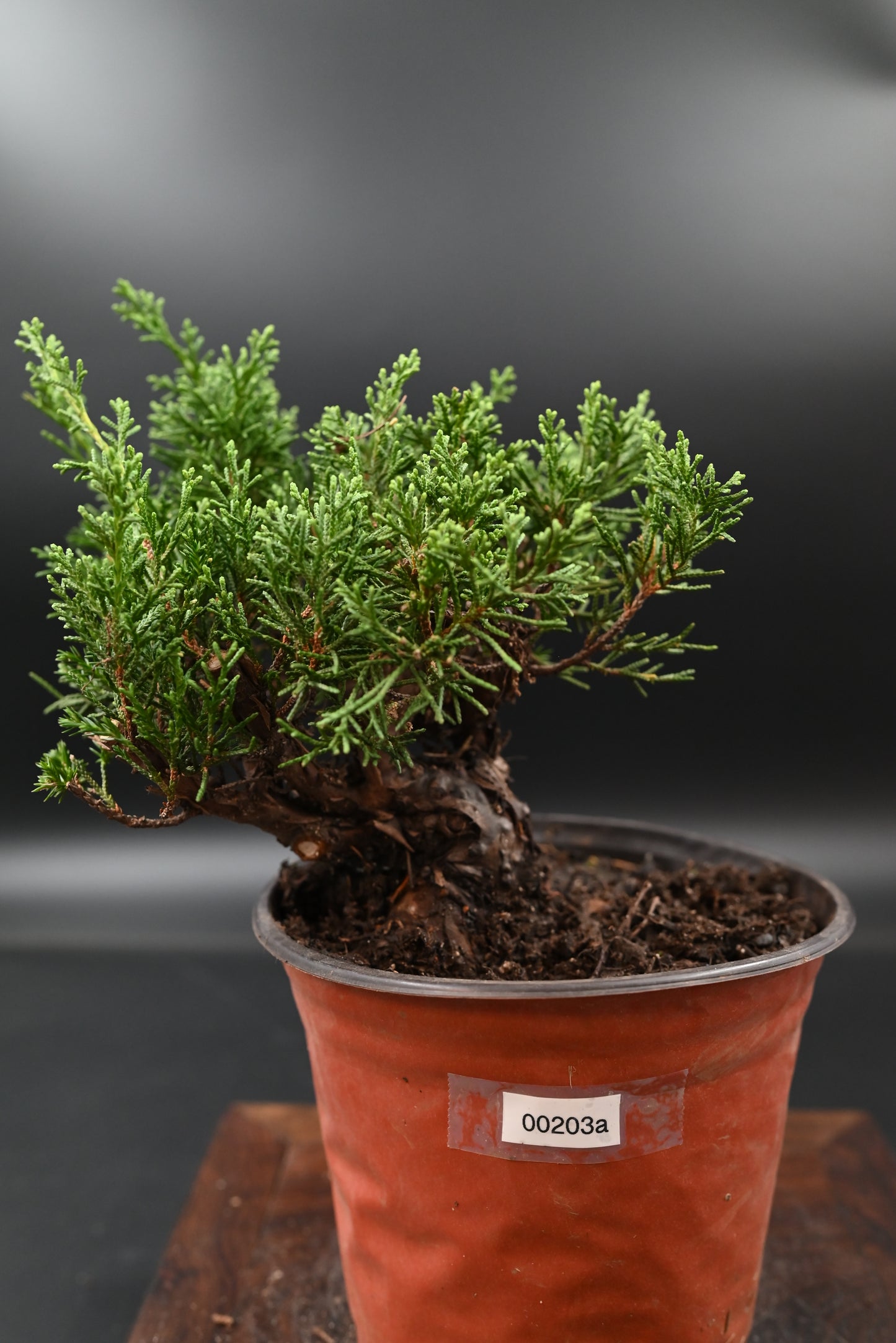 Live Shimpaku Juniper Outdoor Bonsai Tree; with Decorative Container same as picture; with nutrition soil