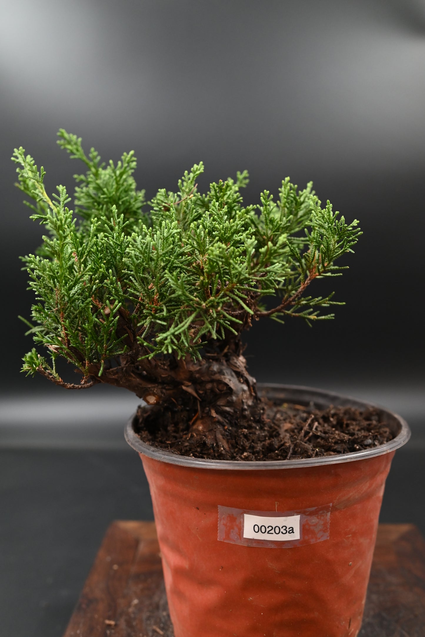 Live Shimpaku Juniper Outdoor Bonsai Tree; with Decorative Container same as picture; with nutrition soil