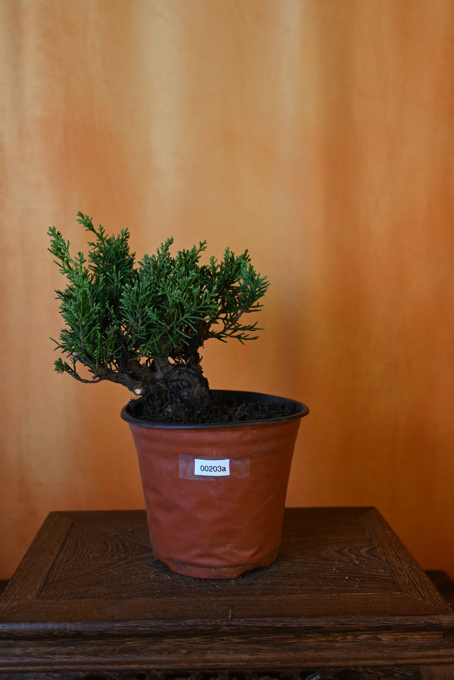 Live Shimpaku Juniper Outdoor Bonsai Tree; with Decorative Container same as picture; with nutrition soil