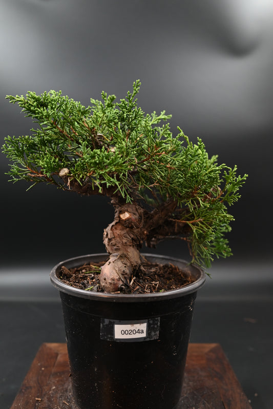 Live Shimpaku Juniper Outdoor Bonsai Tree; with Decorative Container same as picture; with nutrition soil