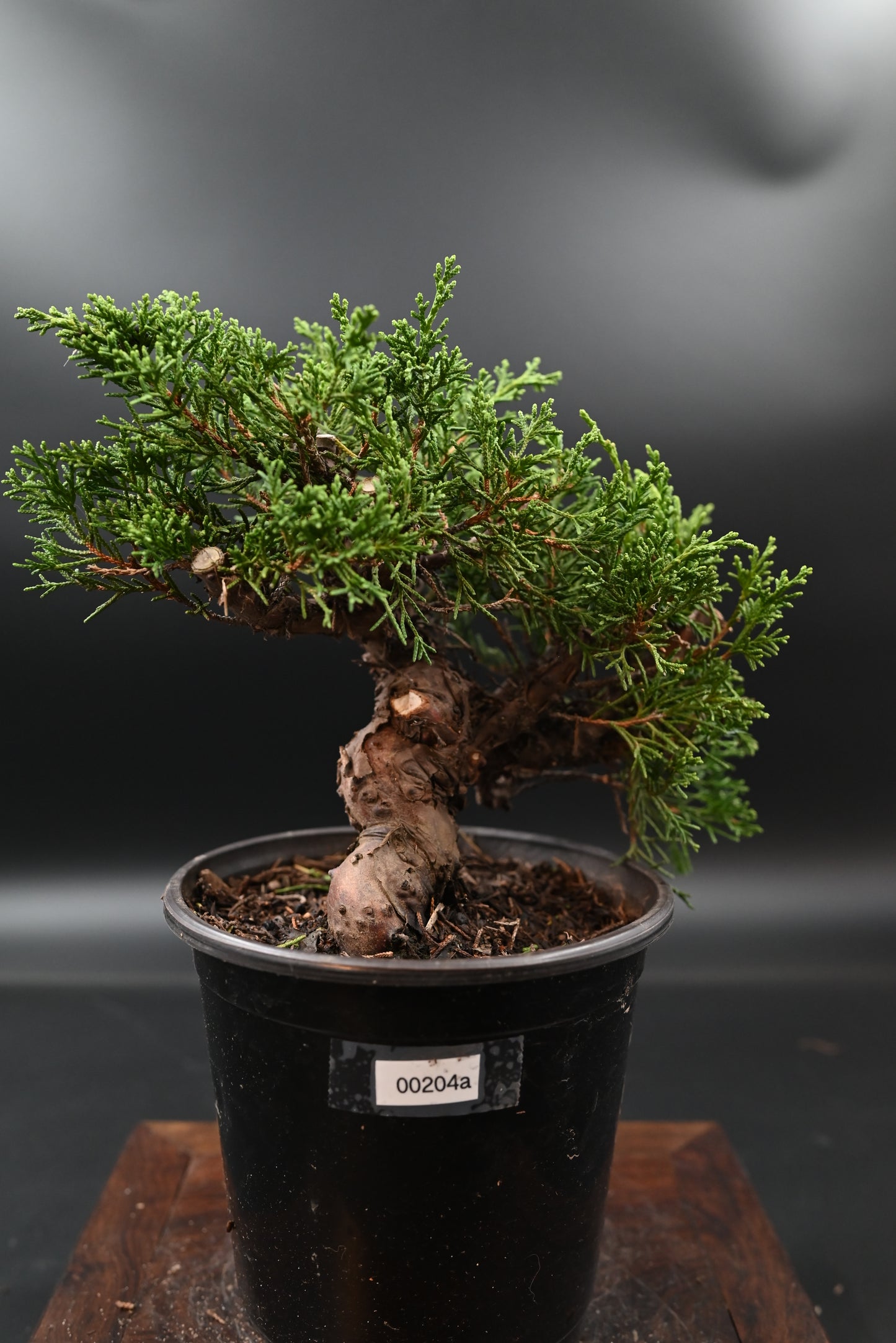 Live Shimpaku Juniper Outdoor Bonsai Tree; with Decorative Container same as picture; with nutrition soil