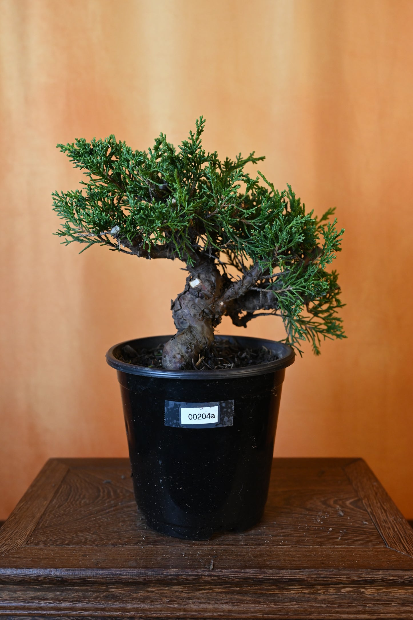 Live Shimpaku Juniper Outdoor Bonsai Tree; with Decorative Container same as picture; with nutrition soil