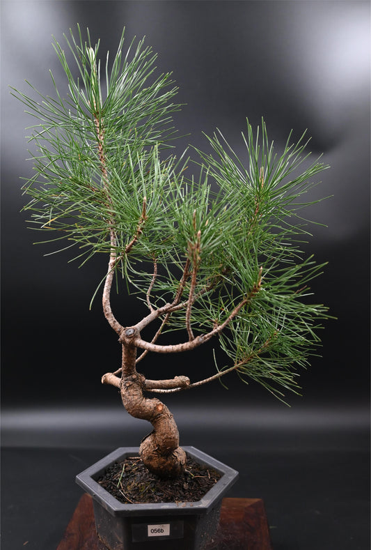 Live Black Pine Outdoor Bonsai Tree ; with Decorative Container same as picture; with nutrition soil