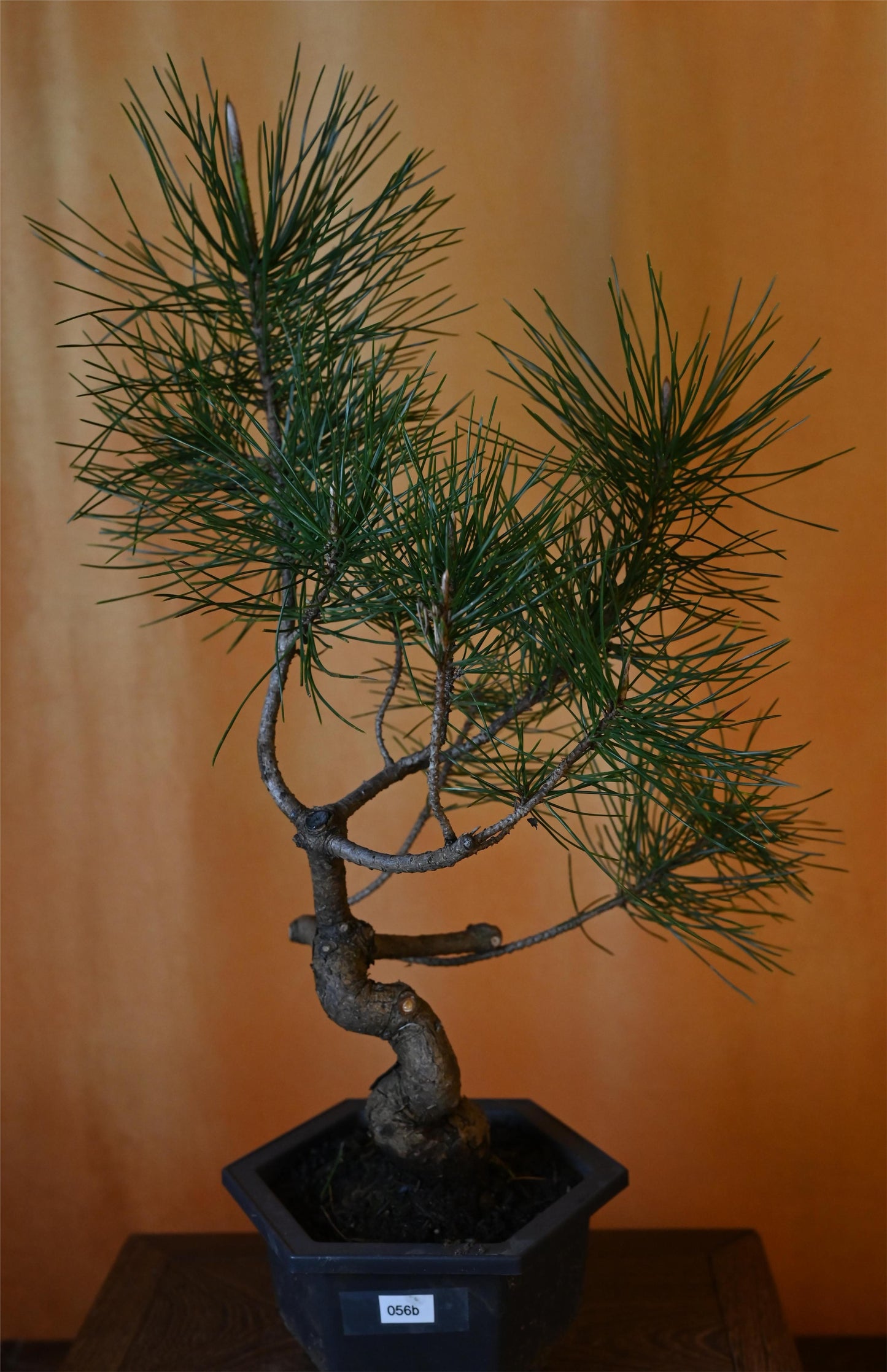 Live Black Pine Outdoor Bonsai Tree ; with Decorative Container same as picture; with nutrition soil