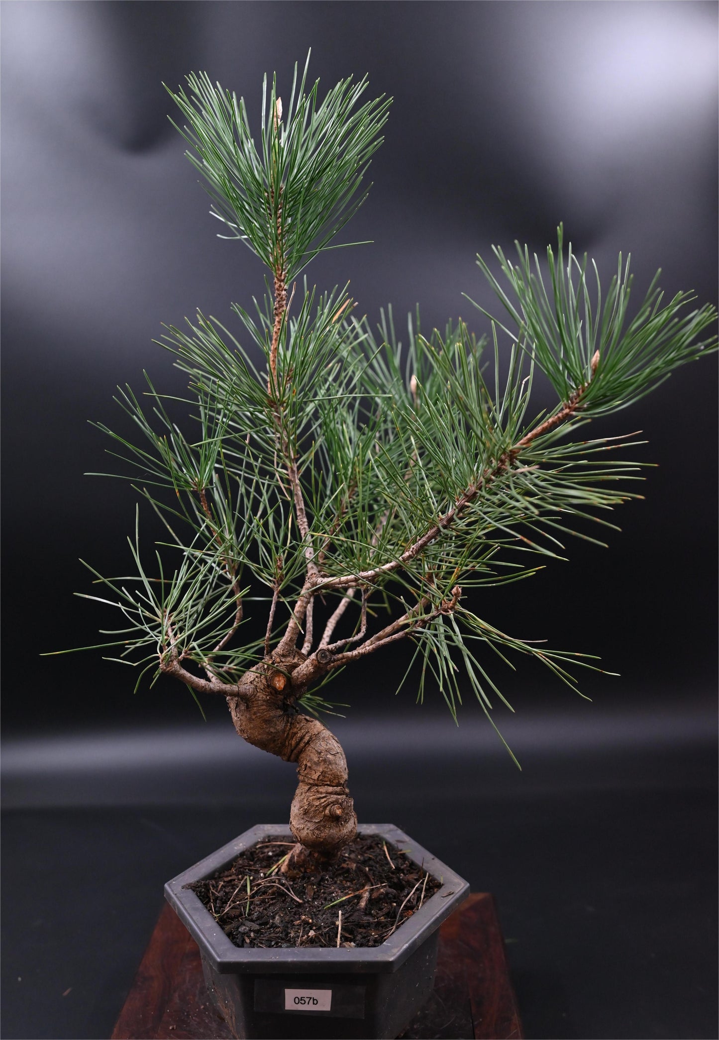 Live Black Pine Outdoor Bonsai Tree ; with Decorative Container same as picture; with nutrition soil