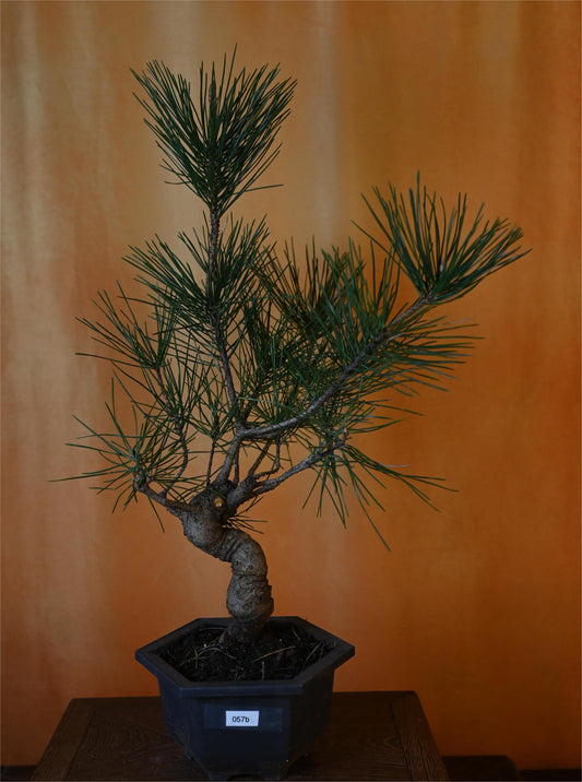 Live Black Pine Outdoor Bonsai Tree ; with Decorative Container same as picture; with nutrition soil