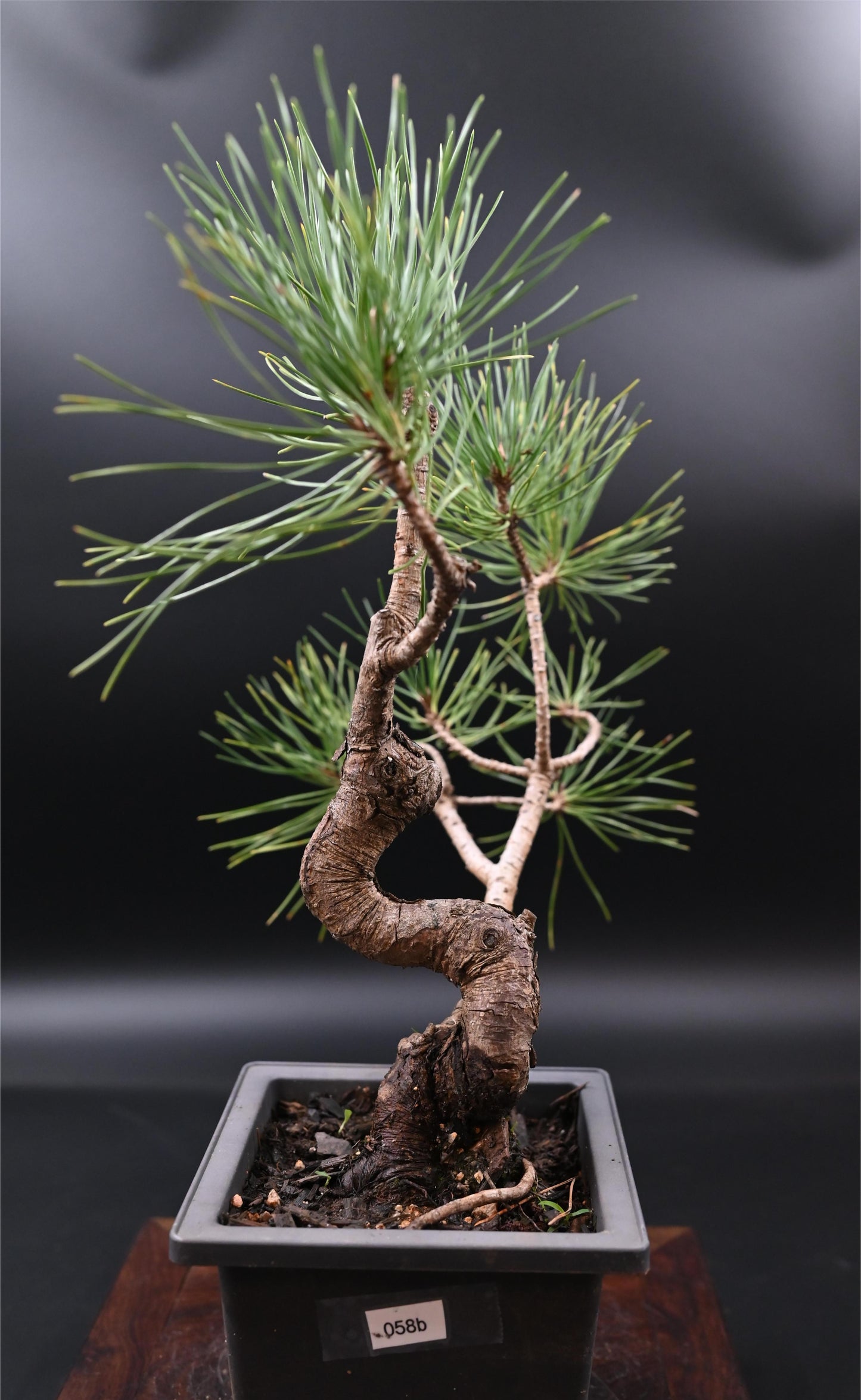 Live Black Pine Outdoor Bonsai Tree ; with Decorative Container same as picture; with nutrition soil