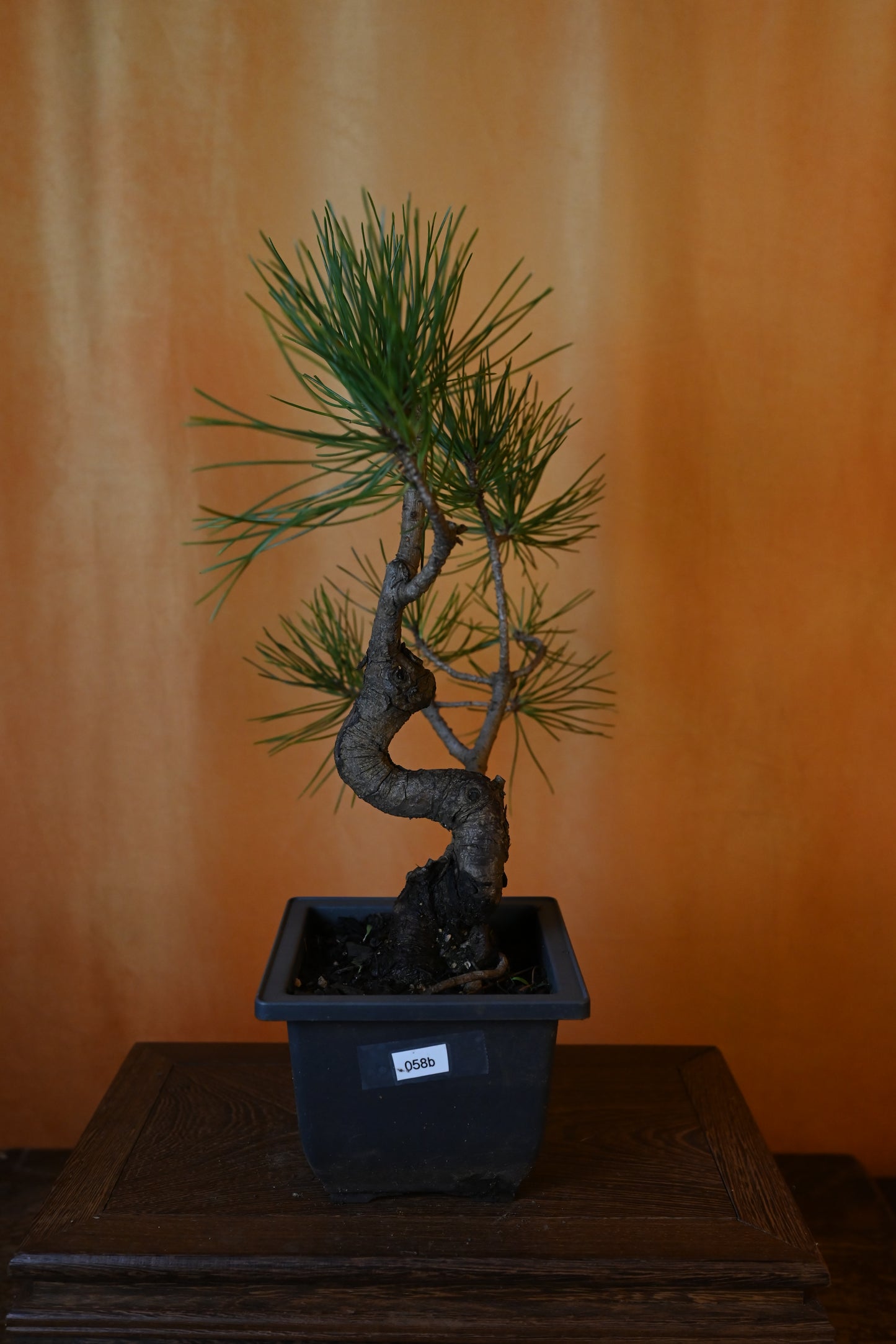 Live Black Pine Outdoor Bonsai Tree ; with Decorative Container same as picture; with nutrition soil