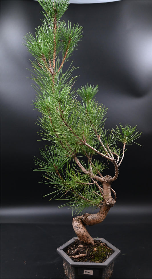 Live Black Pine Outdoor Bonsai Tree ; with Decorative Container same as picture; with nutrition soil