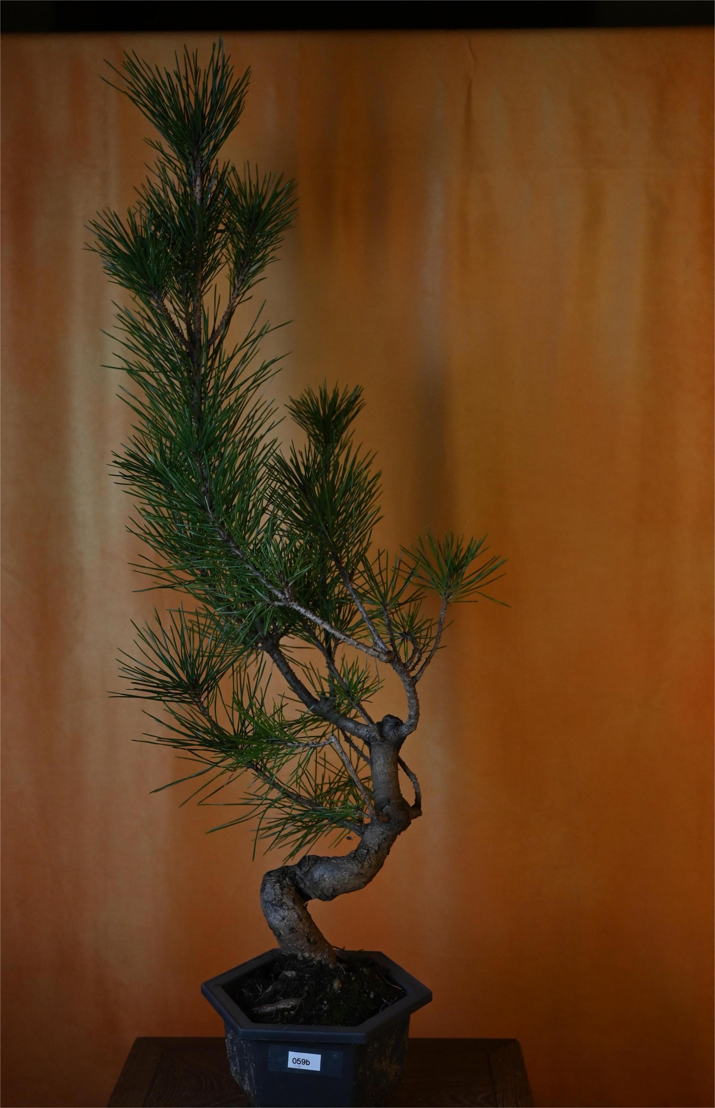 Live Black Pine Outdoor Bonsai Tree ; with Decorative Container same as picture; with nutrition soil