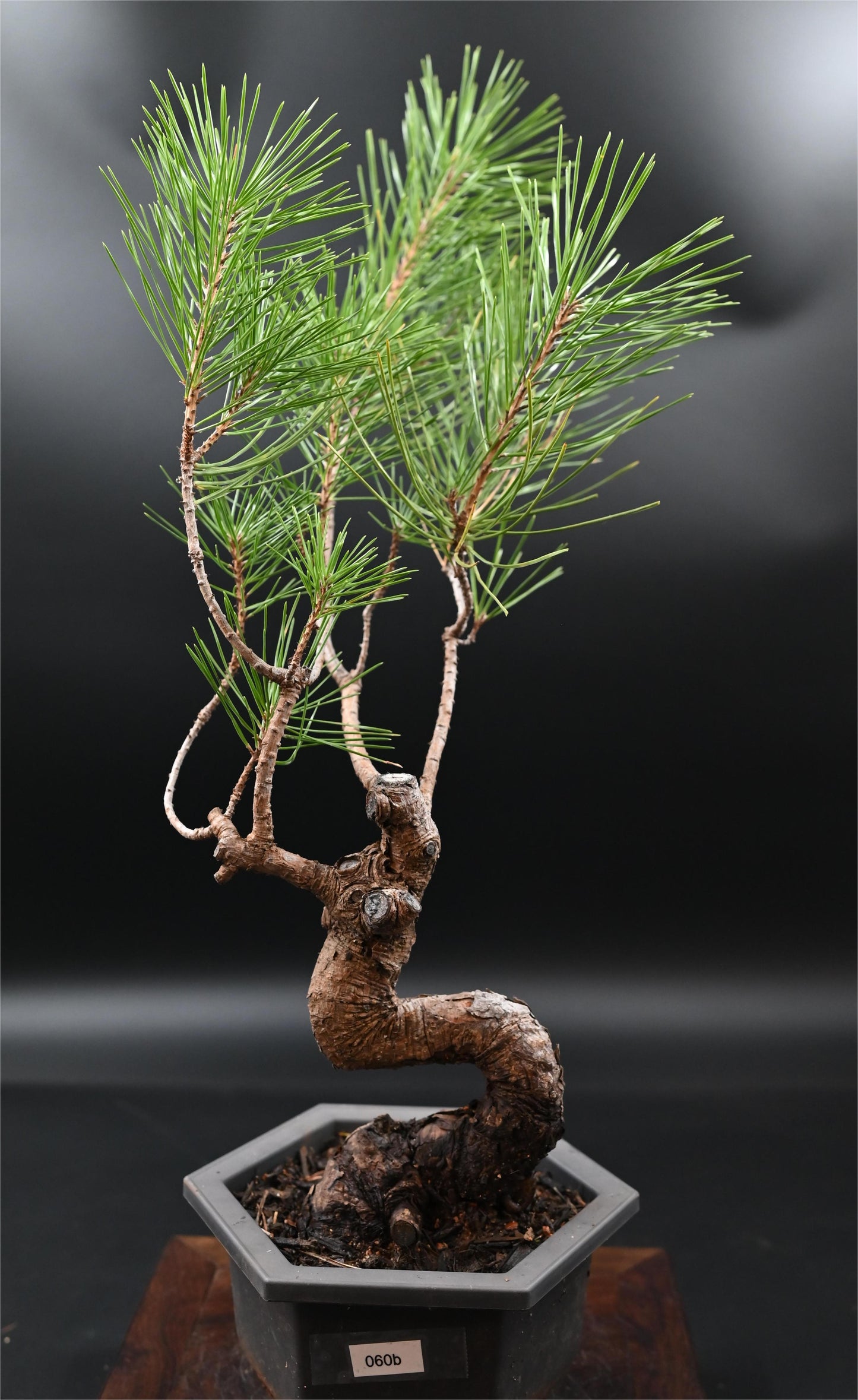 Live Black Pine Outdoor Bonsai Tree ; with Decorative Container same as picture; with nutrition soil