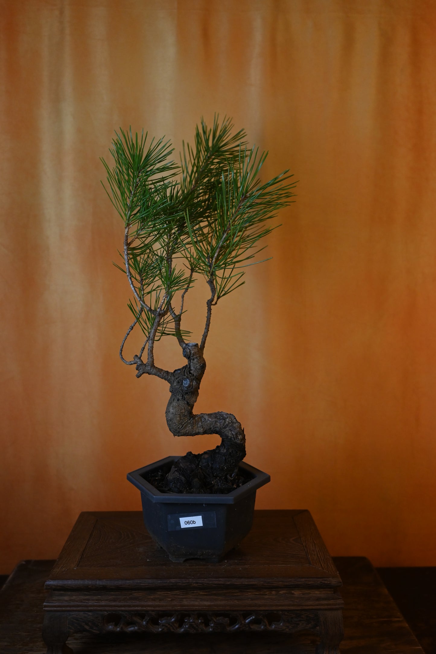 Live Black Pine Outdoor Bonsai Tree ; with Decorative Container same as picture; with nutrition soil