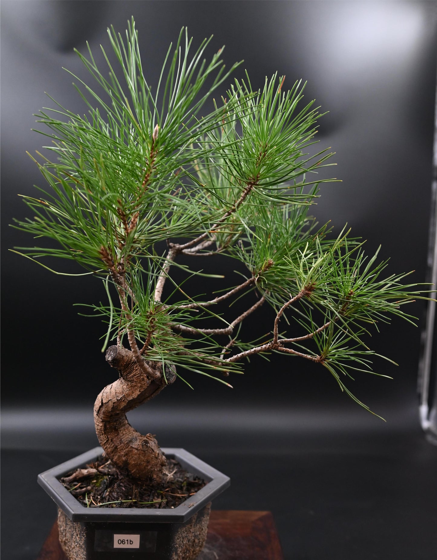 Live Black Pine Outdoor Bonsai Tree ; with Decorative Container same as picture; with nutrition soil