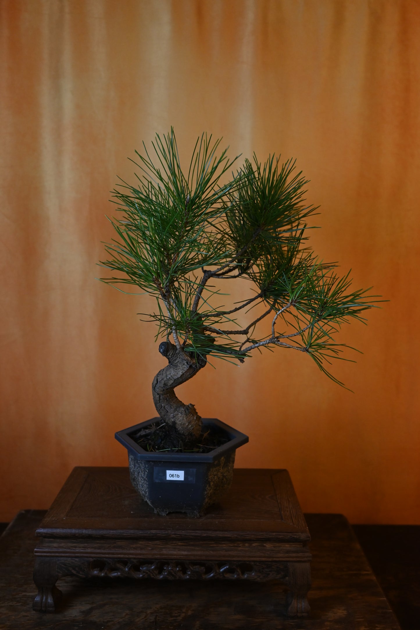 Live Black Pine Outdoor Bonsai Tree ; with Decorative Container same as picture; with nutrition soil