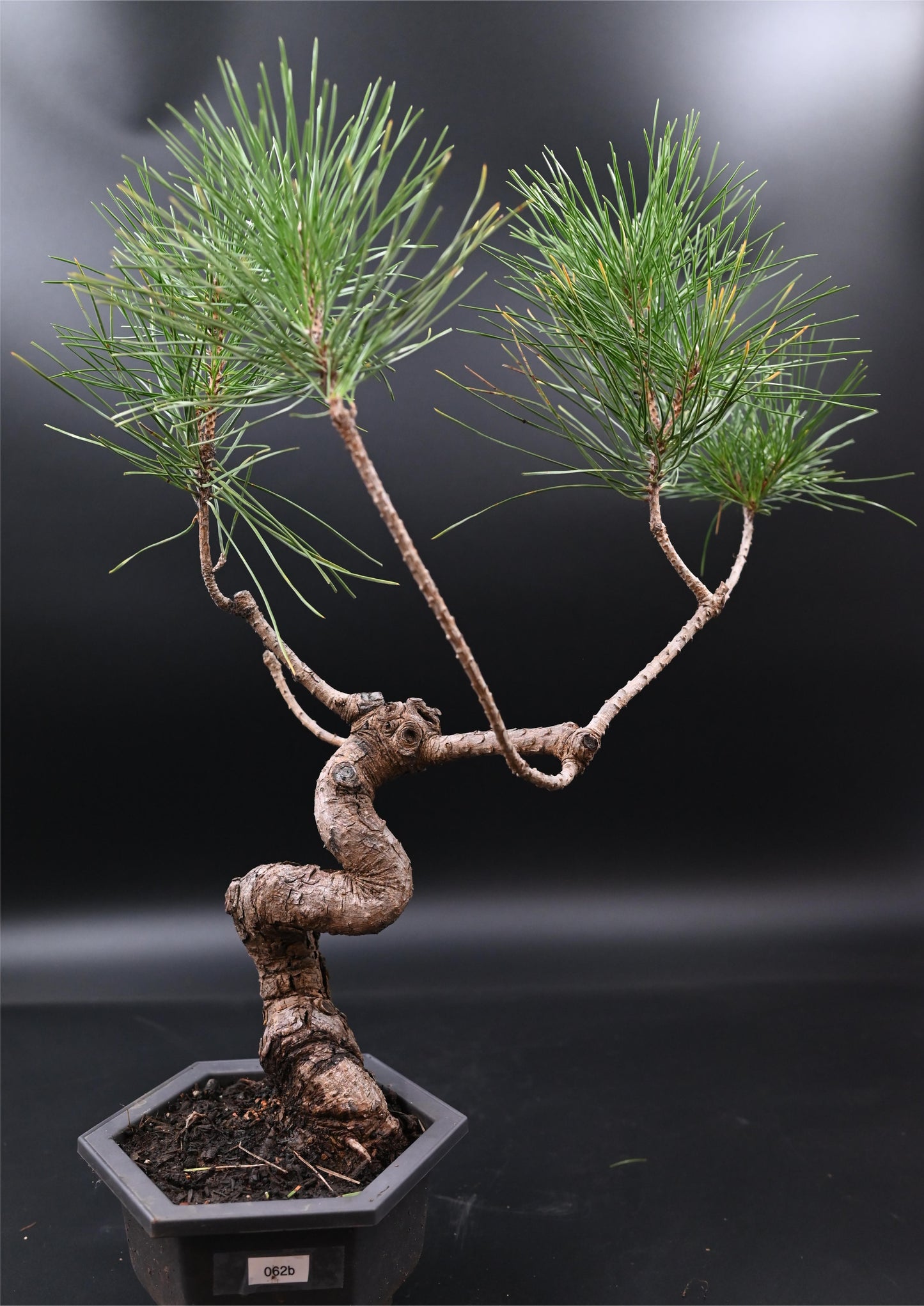 Live Black Pine Outdoor Bonsai Tree ; with Decorative Container same as picture; with nutrition soil