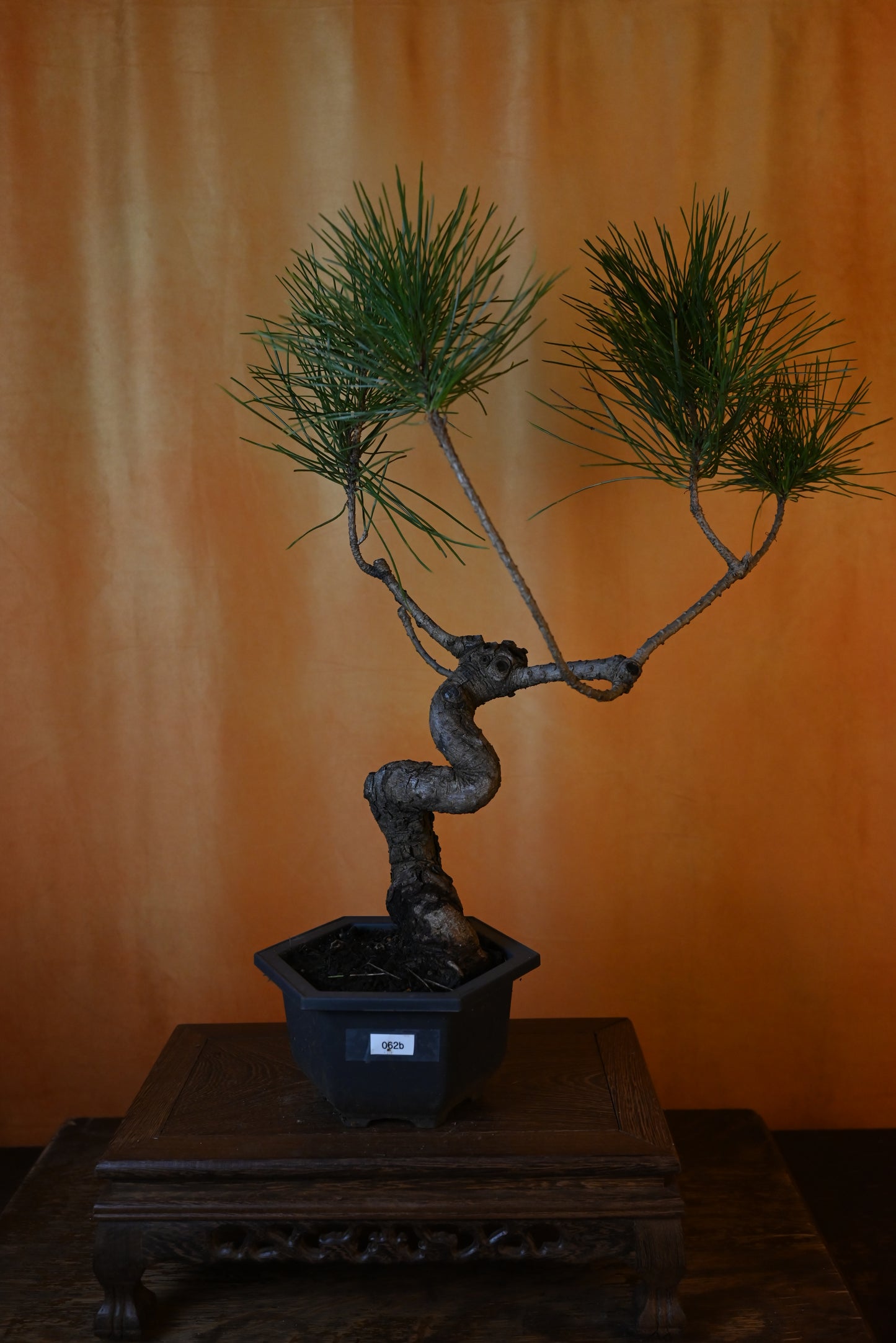 Live Black Pine Outdoor Bonsai Tree ; with Decorative Container same as picture; with nutrition soil