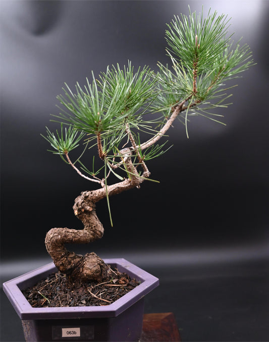 Live Black Pine Outdoor Bonsai Tree ; with Decorative Container same as picture; with nutrition soil