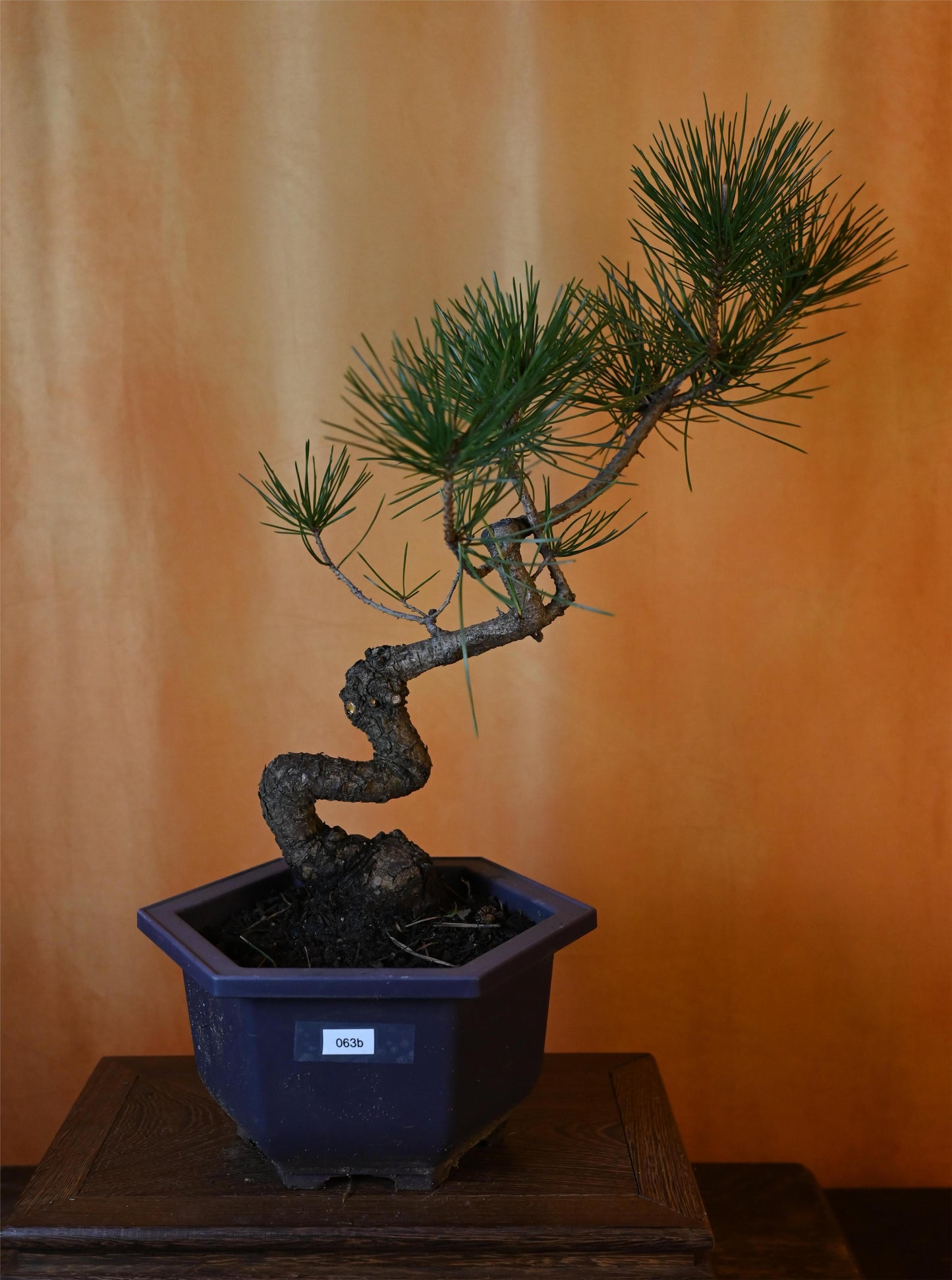 Live Black Pine Outdoor Bonsai Tree ; with Decorative Container same as picture; with nutrition soil